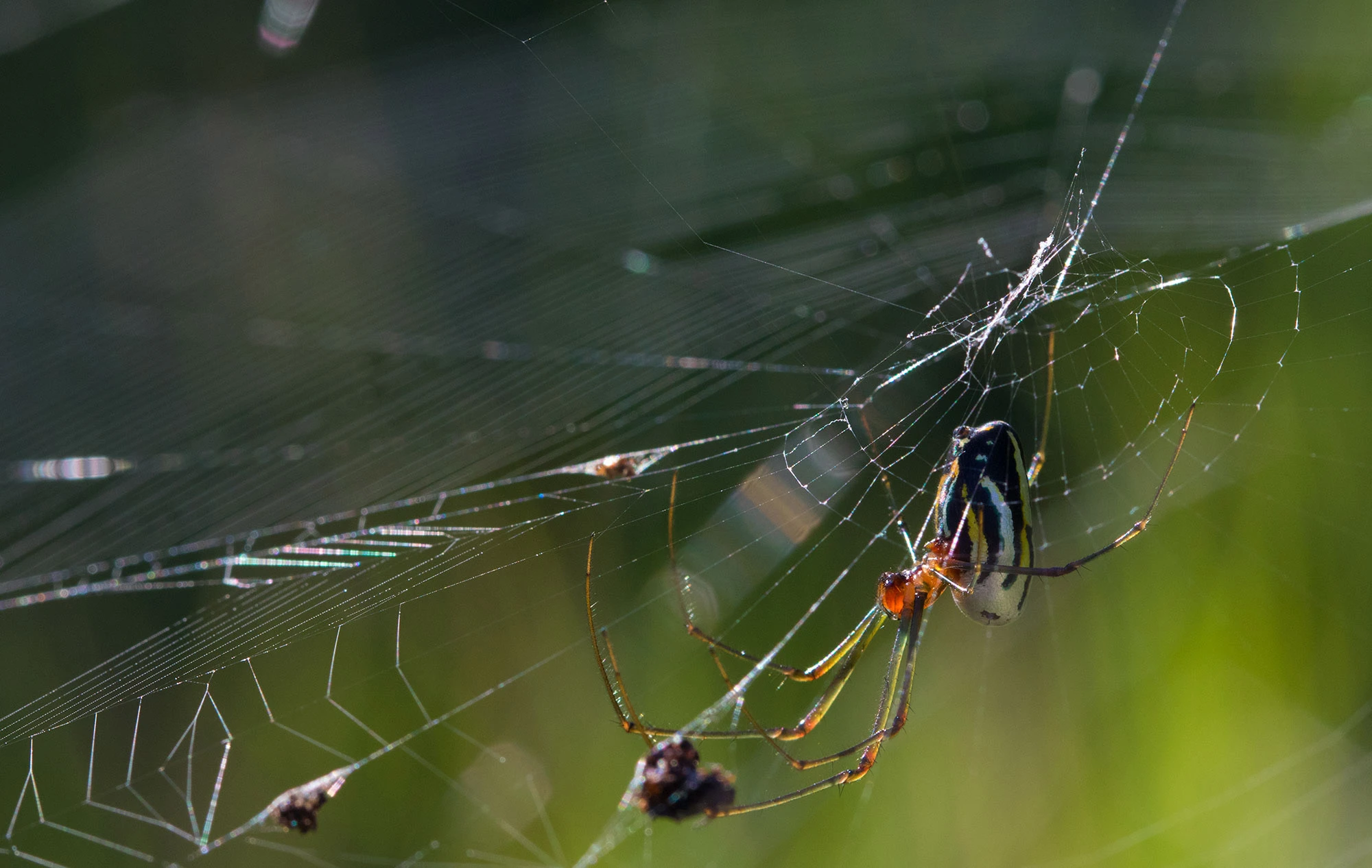 A Cuban orbweaver spider (genus Leucauge) hangs suspended on its geometric web along the Ancón Peninsula, Cuba. Sunlight refracts through the silken threads, revealing prismatic lines against a green coastal backdrop as the spider waits motionless for prey in the humid morning air.