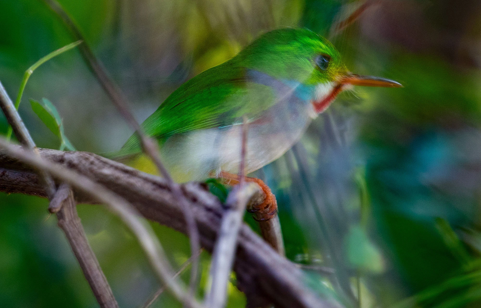 A Cuban Tody, known locally as the Pedorrera, perched on a mossy branch in the humid forest of the Ancón Peninsula, its emerald plumage, pink flanks, and red throat glowing in the filtered tropical light.