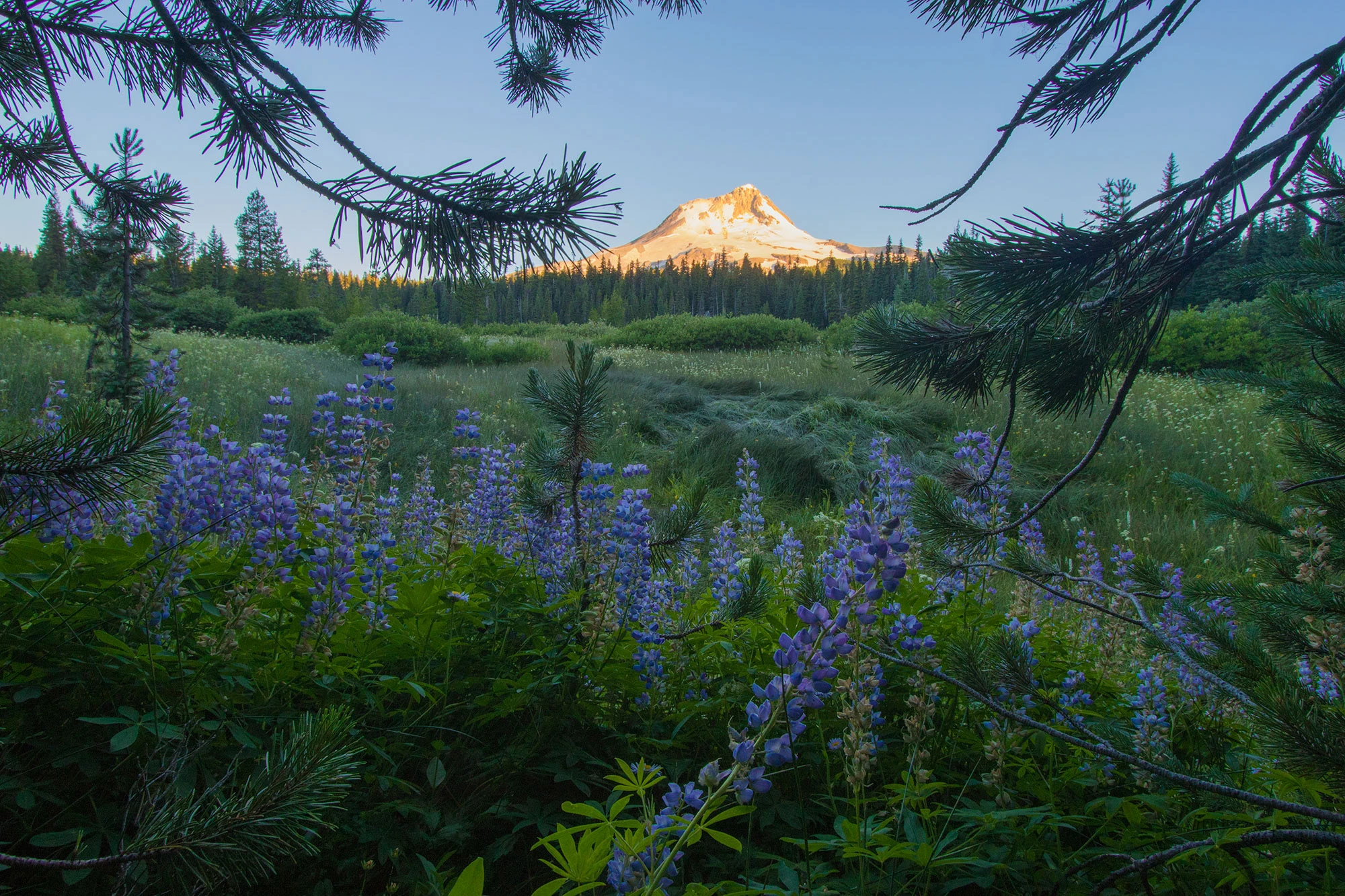 At sunrise in Elk Meadows, purple lupine bloom beneath the snow-lit summit of Mt. Hood, framed by pine boughs and mist rising from the alpine grassland.