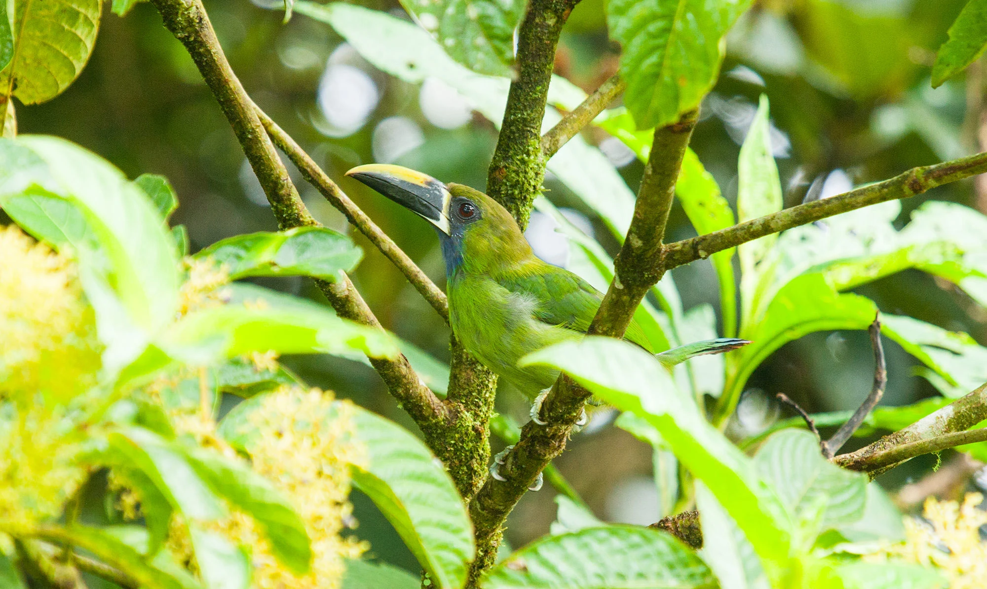 Emerald Toucanet