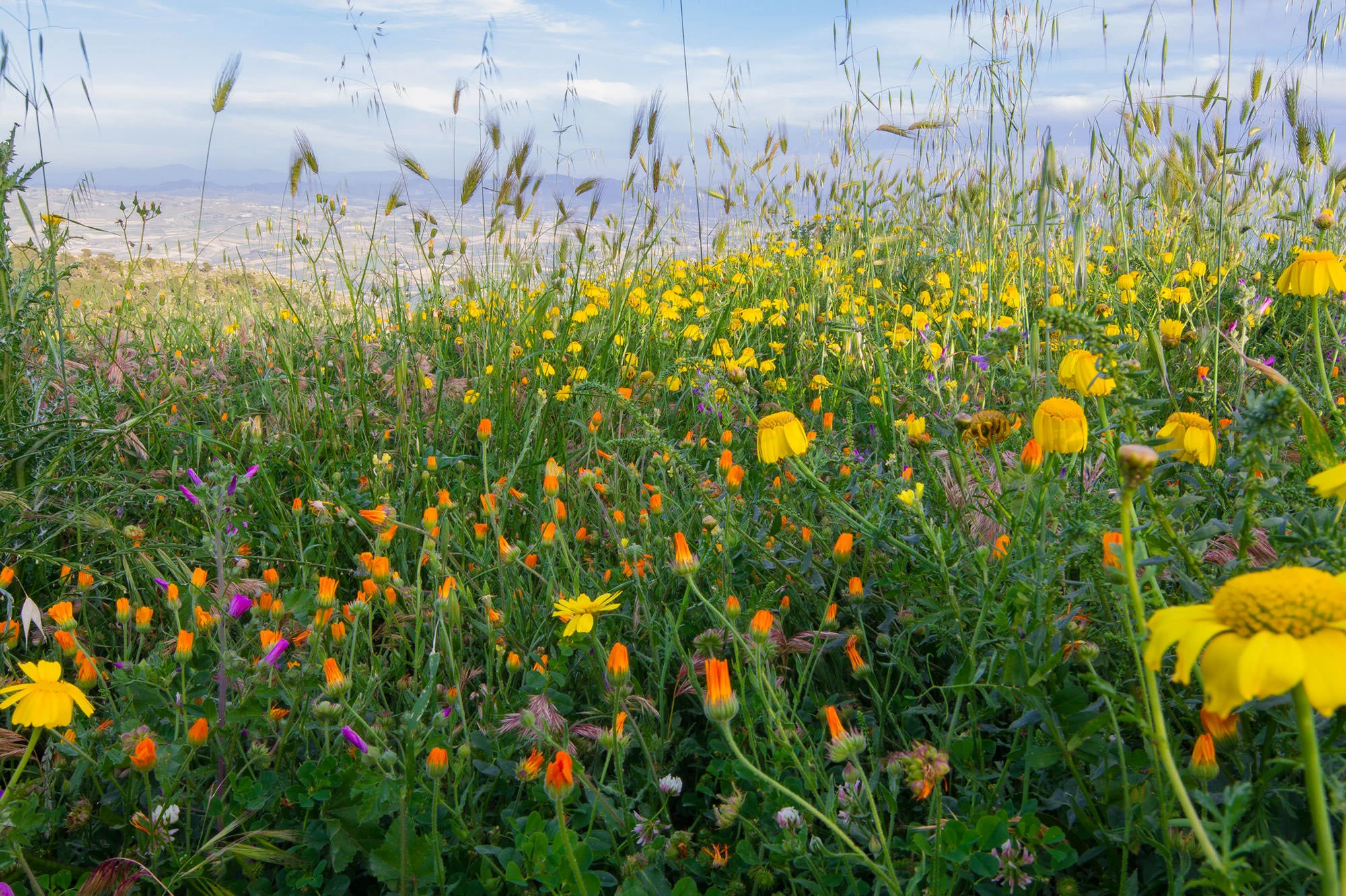 Flowers in the fields underneath Erice.