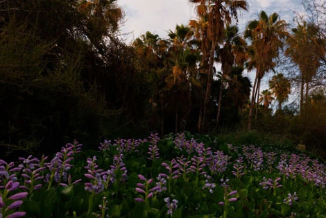 San Jose del Cabo Estuary