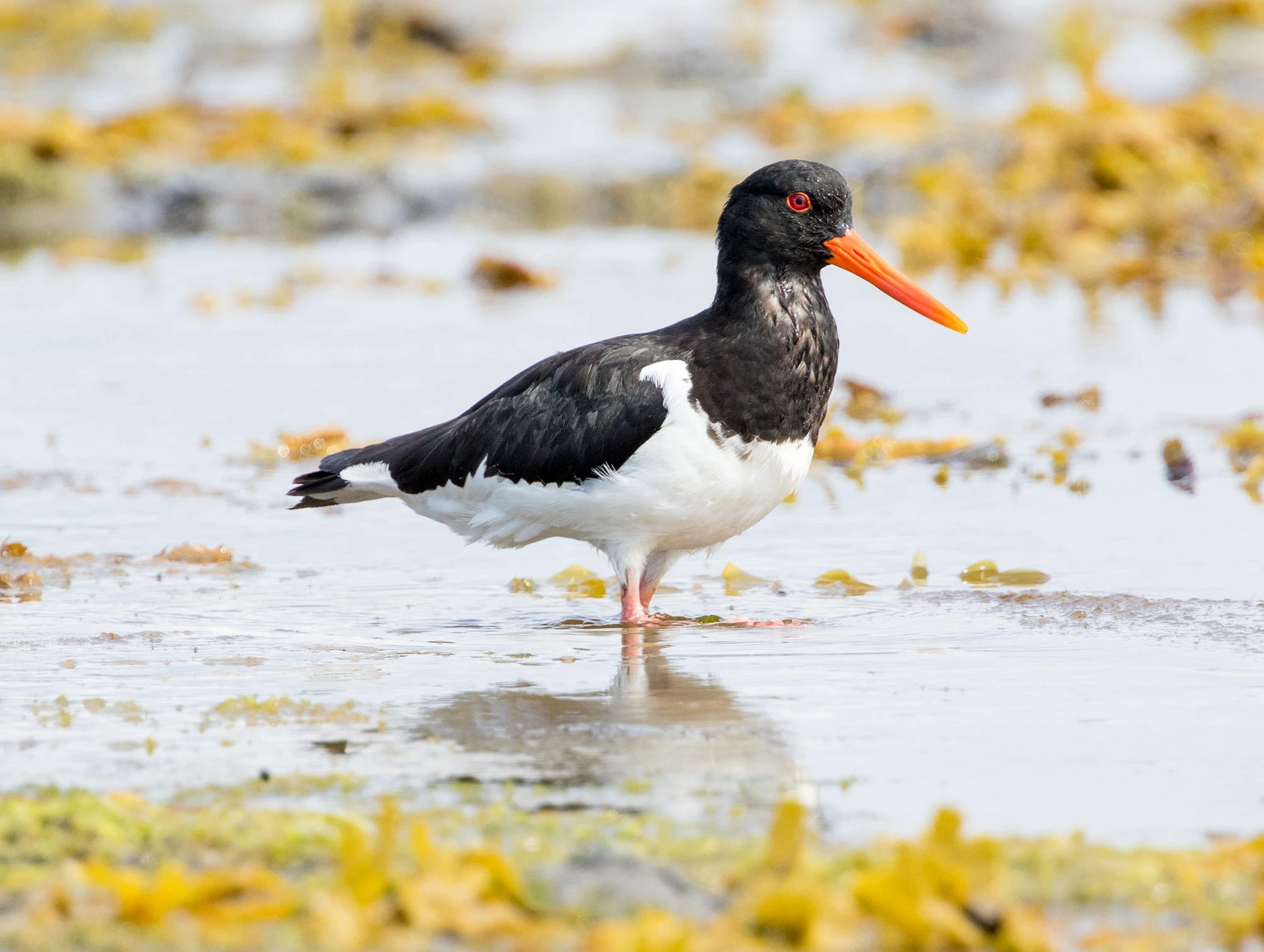 Eurasian Oystercatcher standing on coastal rocks in Iceland, its striking black-and-white plumage and vivid orange bill contrasting against the North Atlantic shoreline.