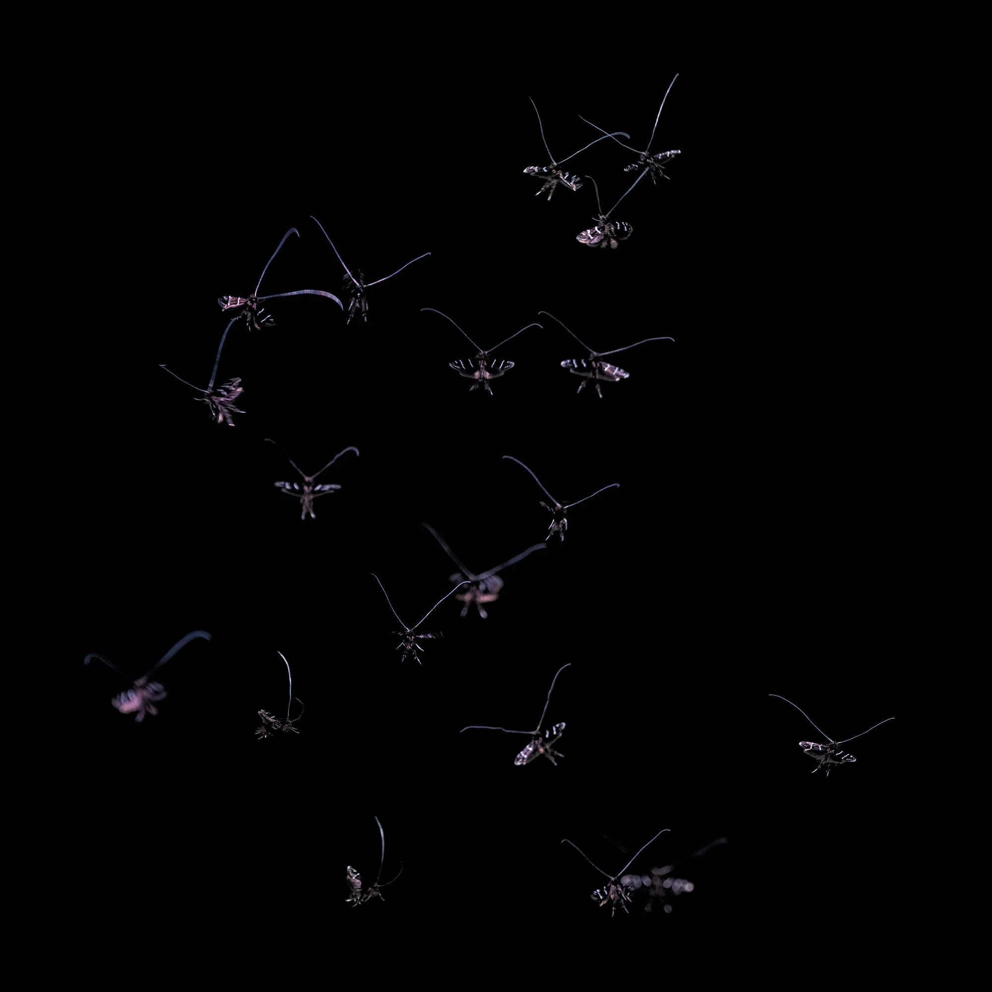 Cluster of delicate fairy moths with long antennae suspended in flight against a black background, their pale wings catching the light