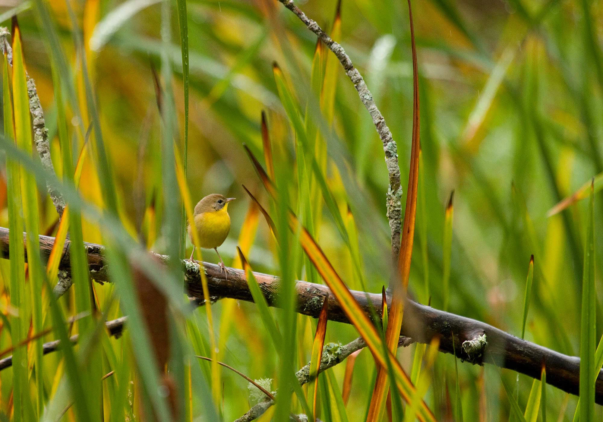 A female Common Yellowthroat perched on a mossy branch among wetland reeds, her yellow breast glowing softly in the filtered light.