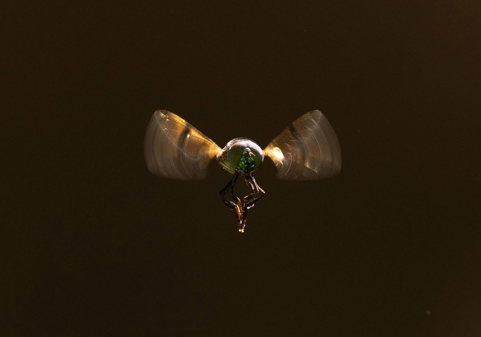 A fly, photographed in the Baja Peninsula