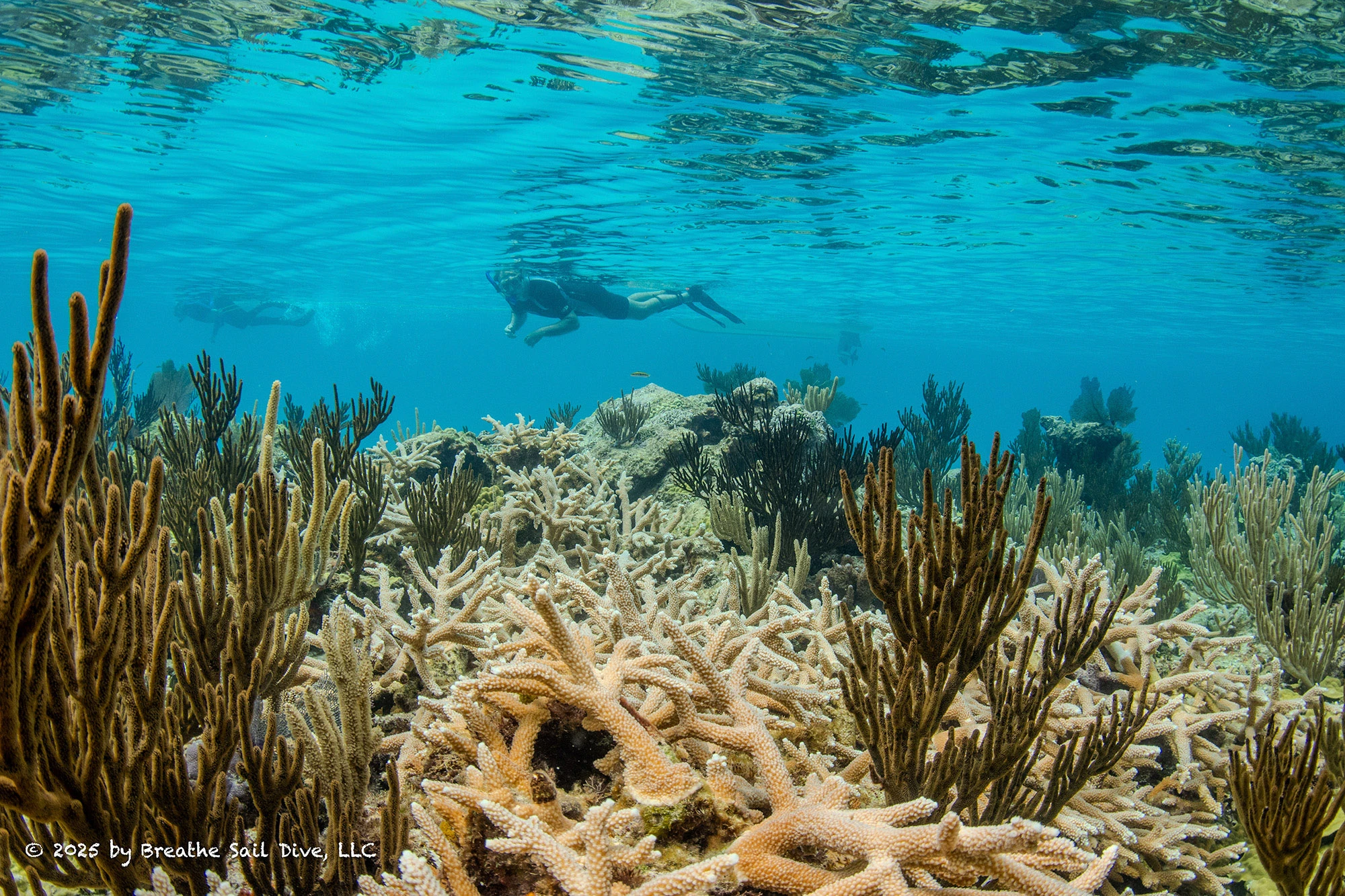 Underwater view of healthy coral reef at Fowl Cays National Park.