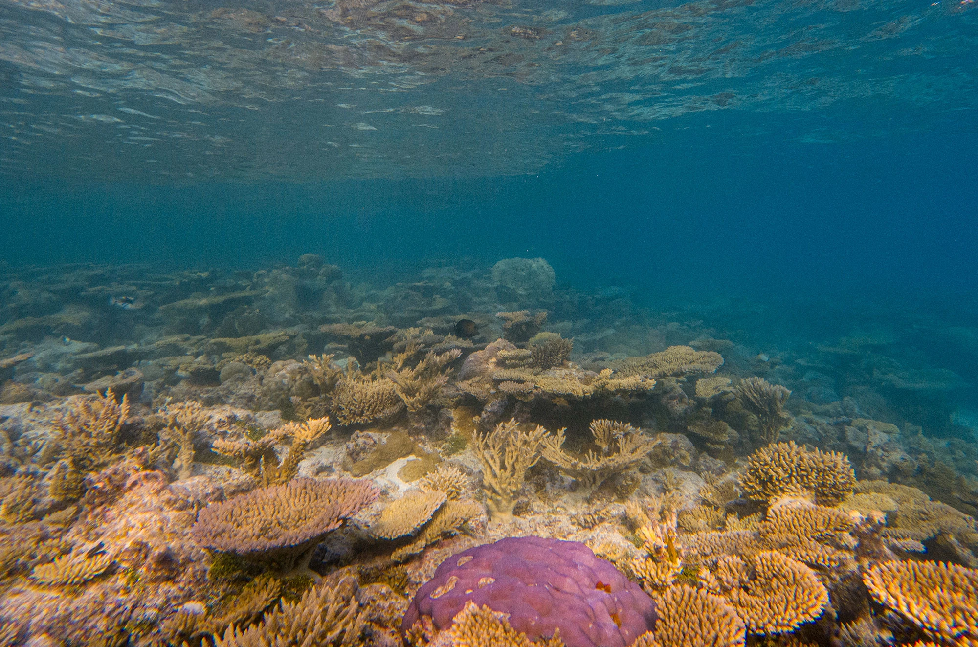 Great Pacific Garbage Patch threatens life throughout the North Pacific