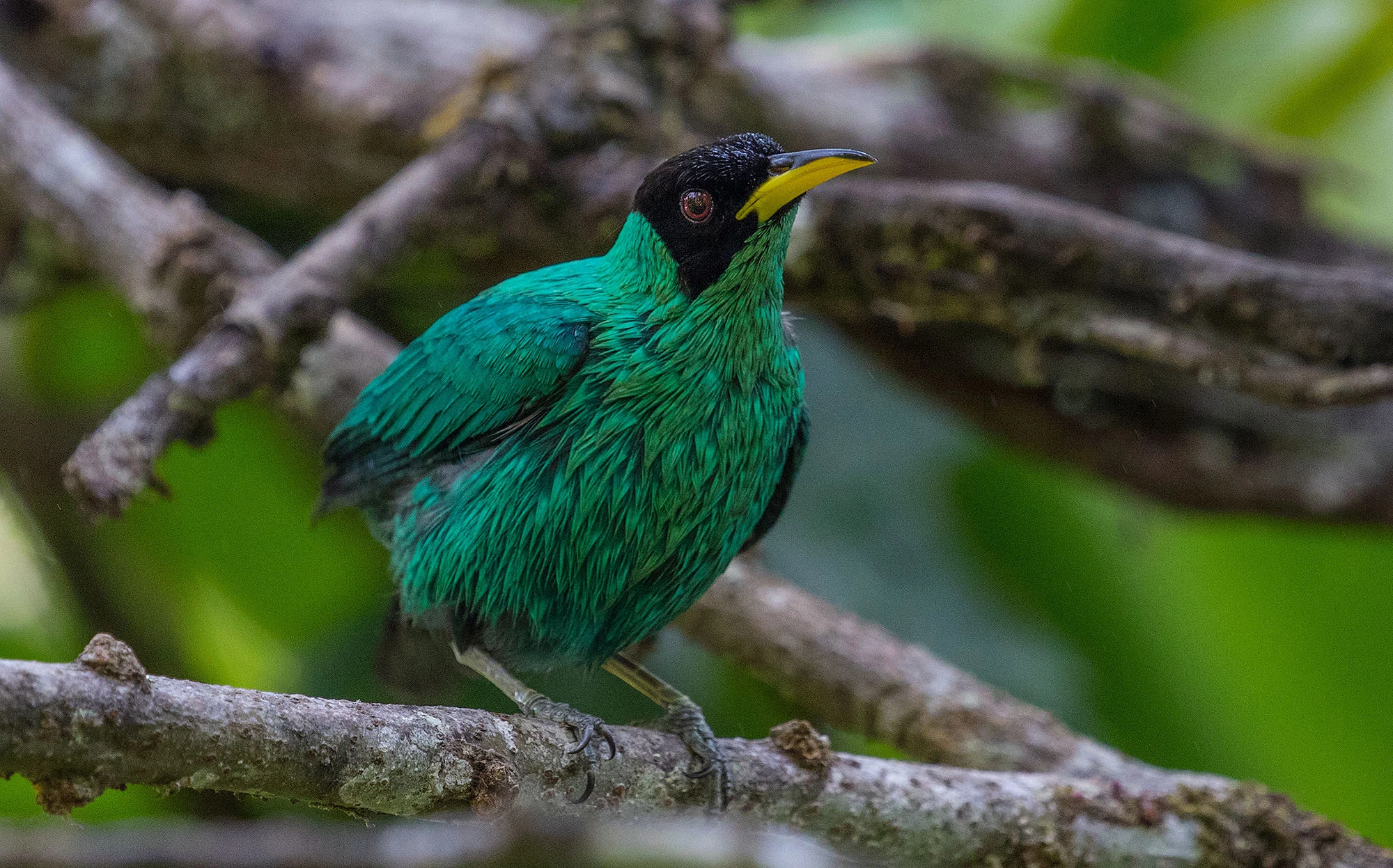 A male Green Honeycreeper (Chlorophanes spiza) gleams emerald in the rainforest canopy of Panama, probing among Cecropia branches for insects and fruit. His turquoise plumage and dark mask stand out against the vivid green leaves of the tropical forest.