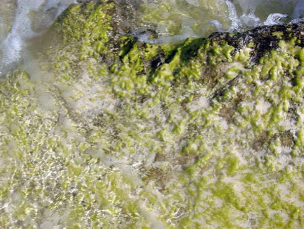 Guana Cay Settlement Algae