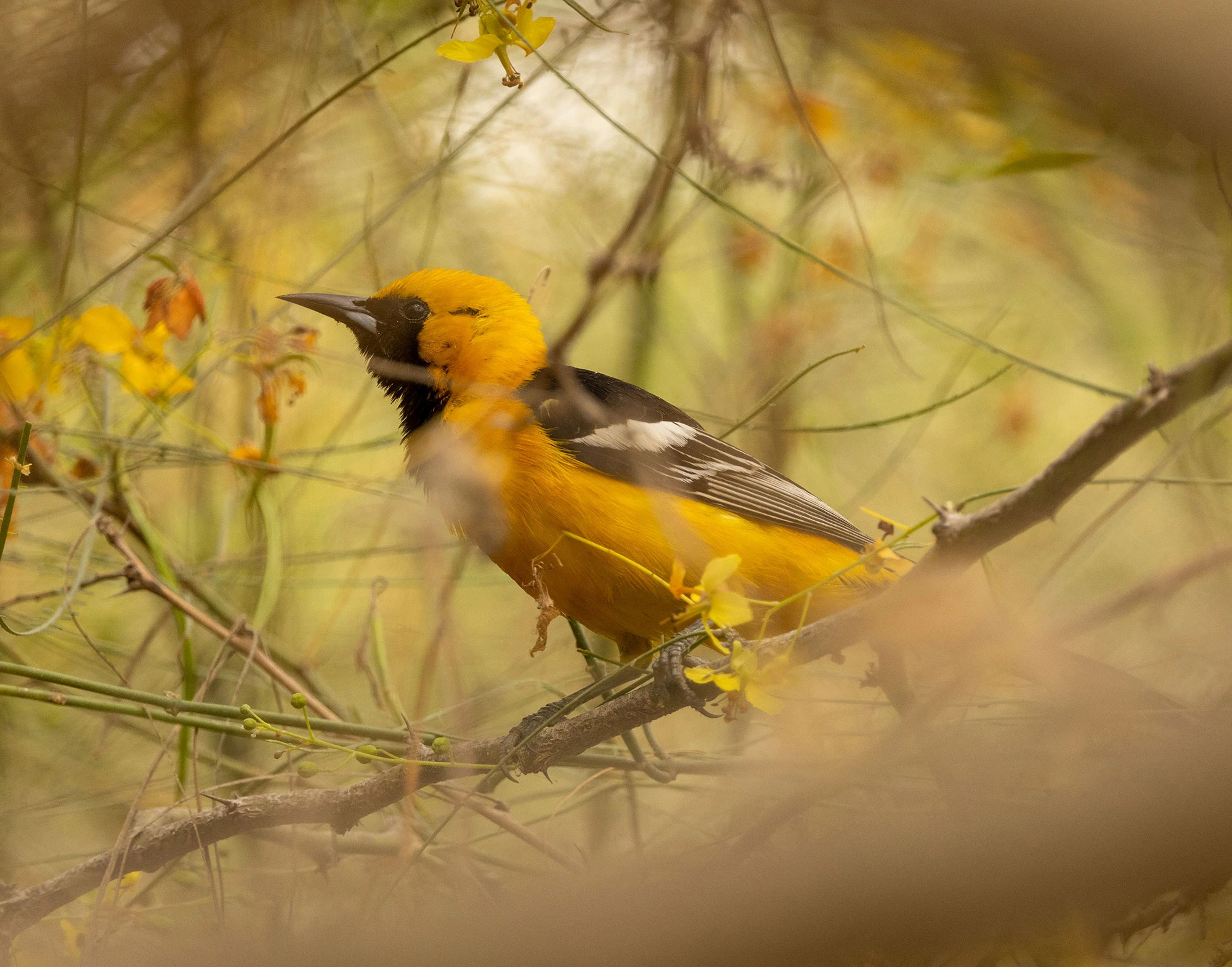 A Hooded Oriole perched among blooming branches in the San José del Cabo Estuary, its vivid yellow plumage glowing through the soft tangle of desert foliage.