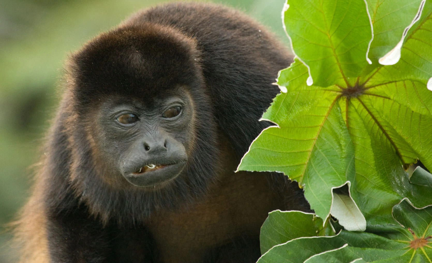A mantled howler monkey peers through broad tropical leaves in Panama's Soberanía National Park. Its dark fur catches the soft morning light as it pauses mid-forage, revealing the expressive face and gentle curiosity typical of these canopy dwellers.