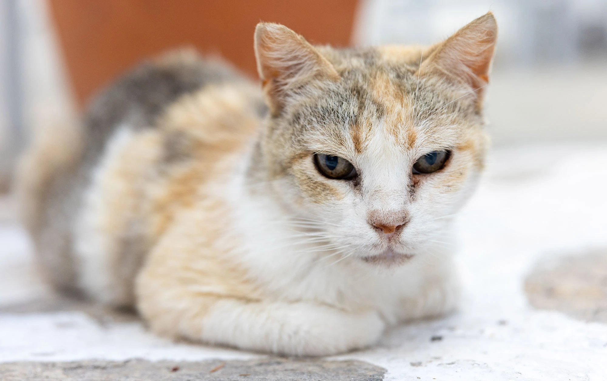 Elderly calico street cat with faded fur and weary eyes resting on whitewashed stone in Marpissa, a traditional village on Paros Island, Greece.