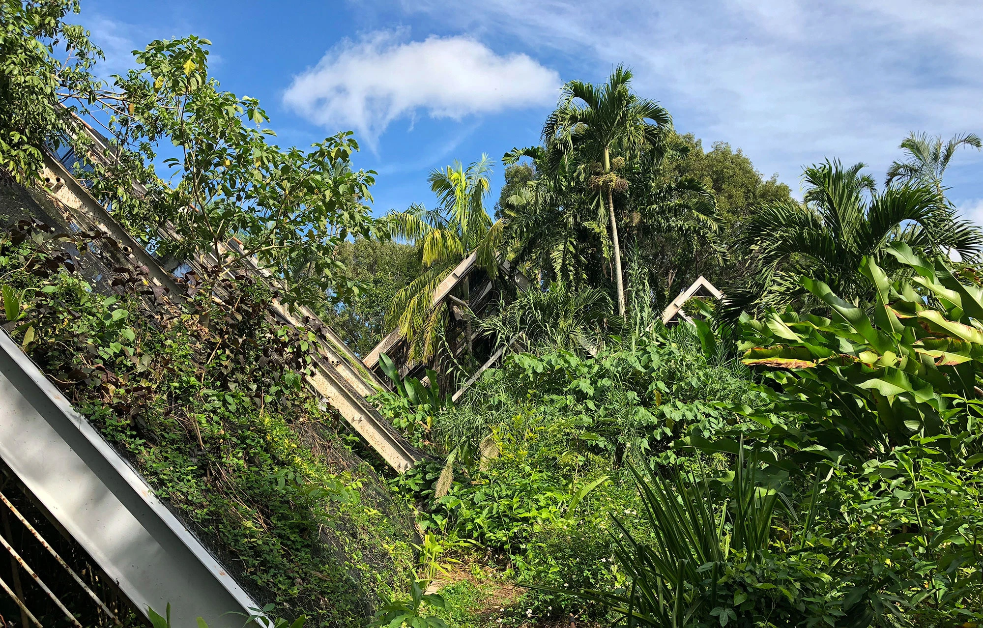 Lush tropical greenery at the Jardín Botánico Nacional near Havana, Cuba: towering palms and dense foliage framing a sunlit pathway in one of the Caribbean's largest botanical gardens.
