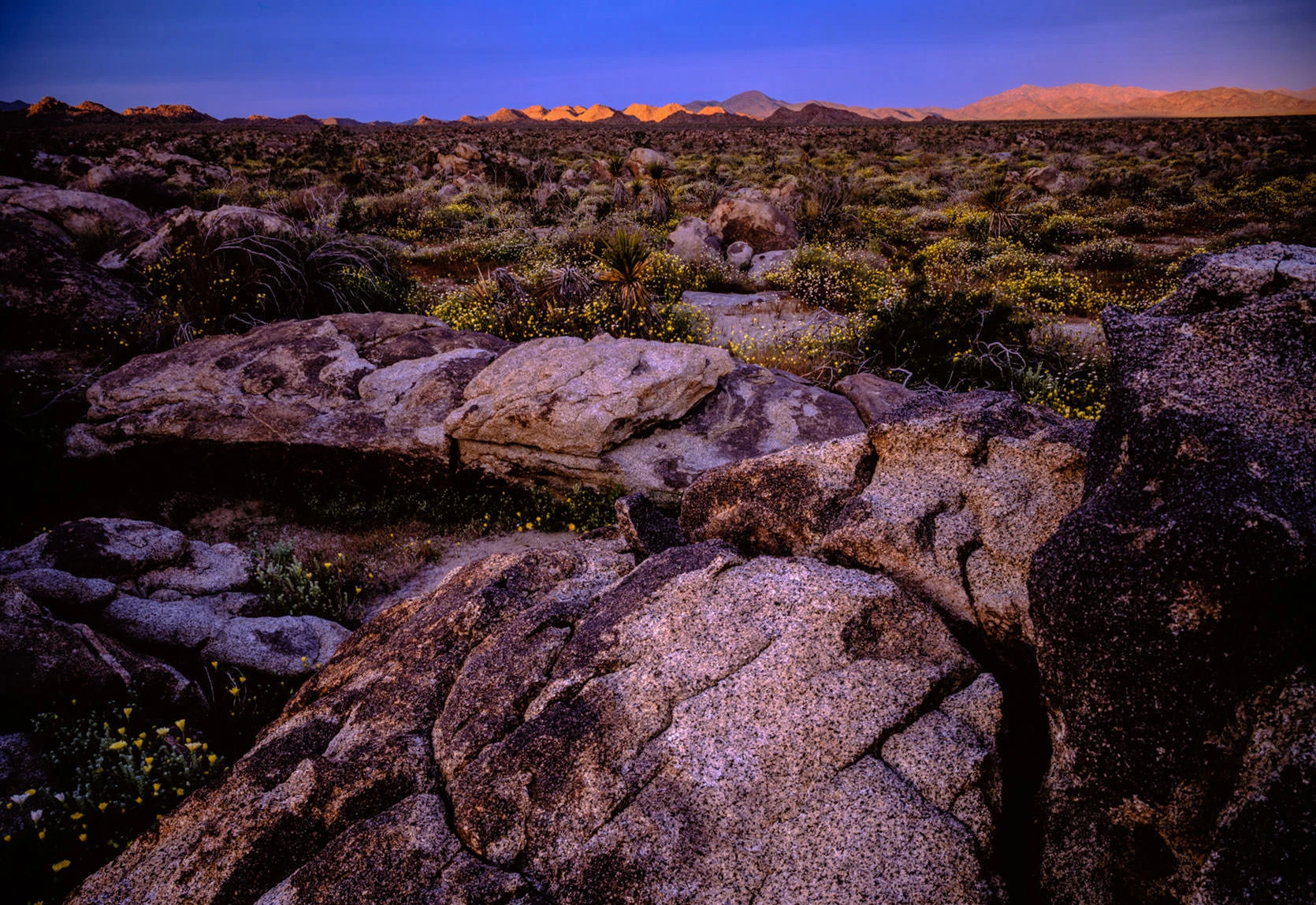 Blooming Flowers in Joshua Tree National Park