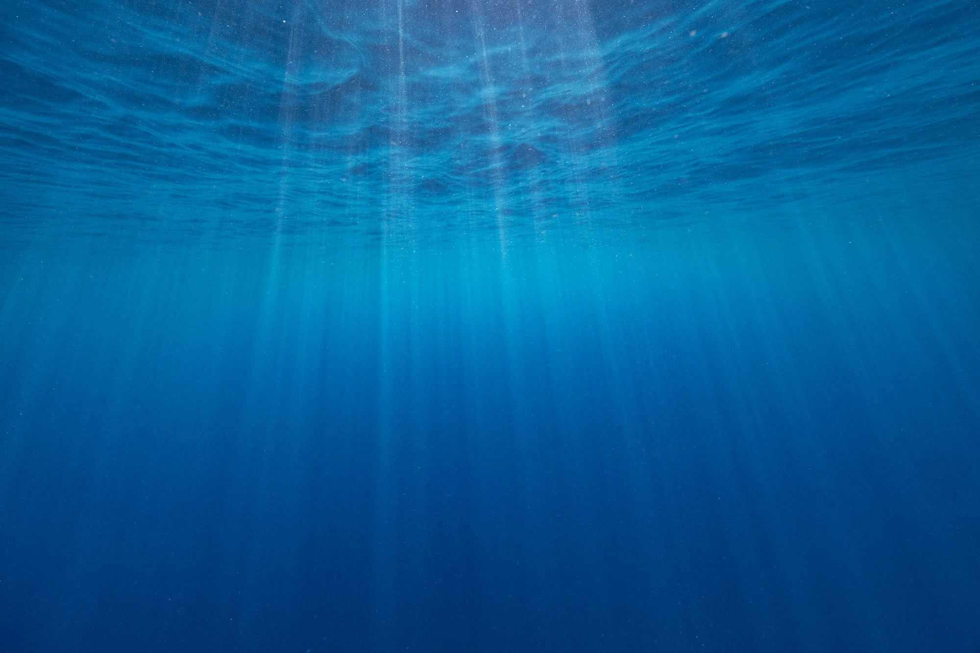 The blue water of Kealakekua Bay shimmers with clarity and depth, protected as part of Hawaii's Marine Life Conservation District. Coral reefs flourish beneath the surface, and spinner dolphins sometimes rest in the calm, crescent-shaped bay.