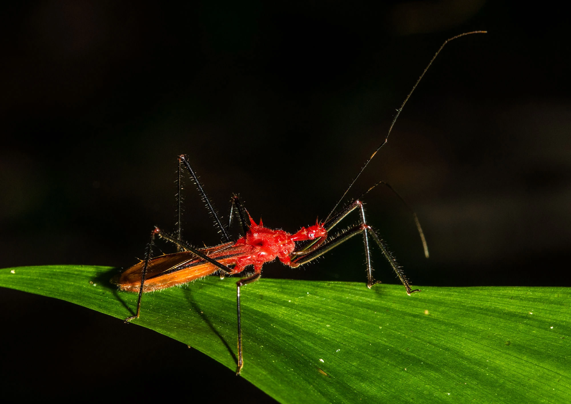 A brightly colored Assassin Bug (family Reduviidae) walks along a rainforest leaf in Panama's Soberanía National Park. Its spiny red body, long antennae, and piercing beak are sharply illuminated against the dark jungle backdrop, revealing the predatory grace of this tropical insect.