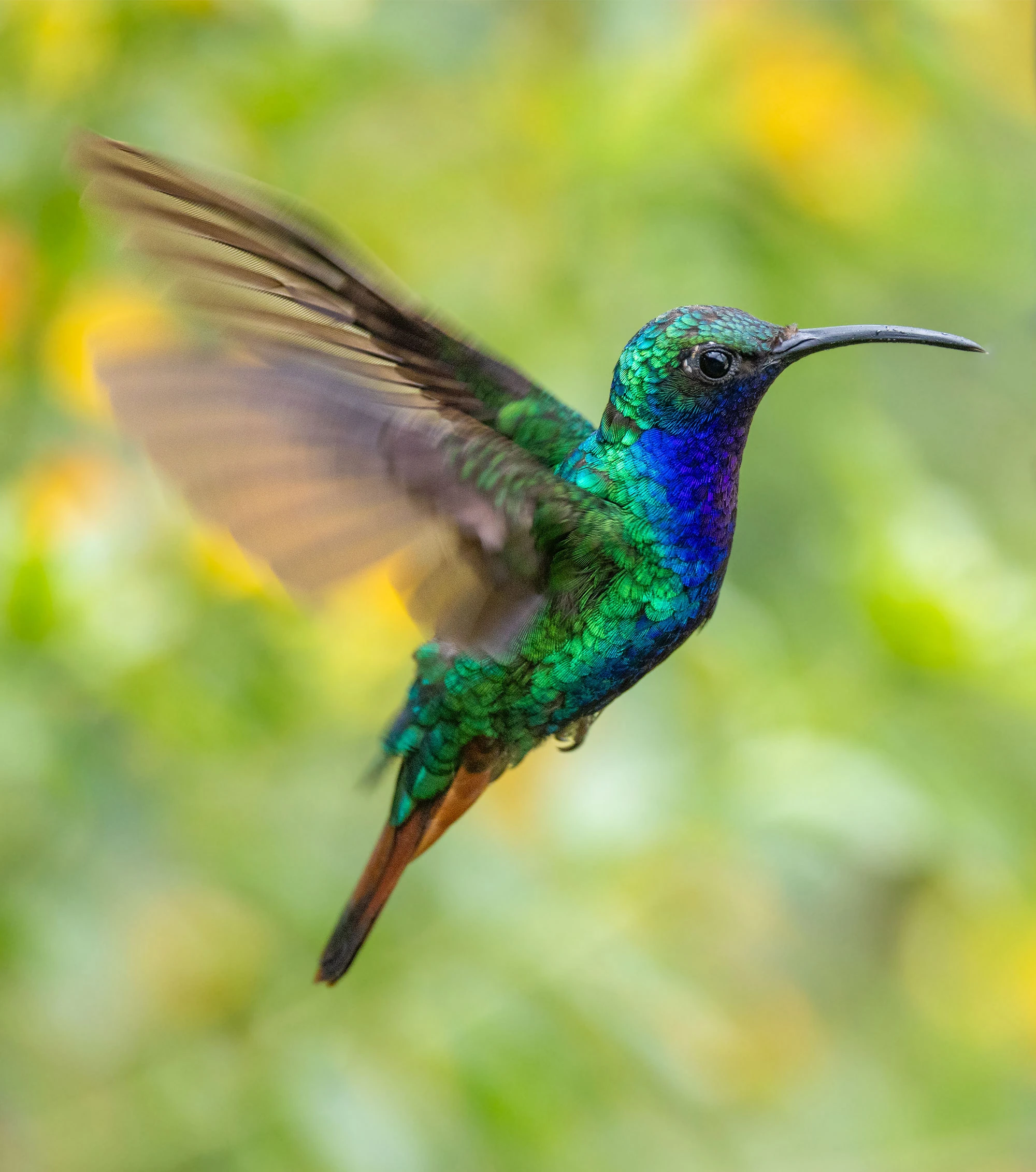 A Lazuline Sabrewing hovers beside a flowering shrub in the tropical forest of northern Colombia. Its vibrant blue and turquoise plumage shimmers in the filtered light as it feeds, wings whirring in a blur of motion.