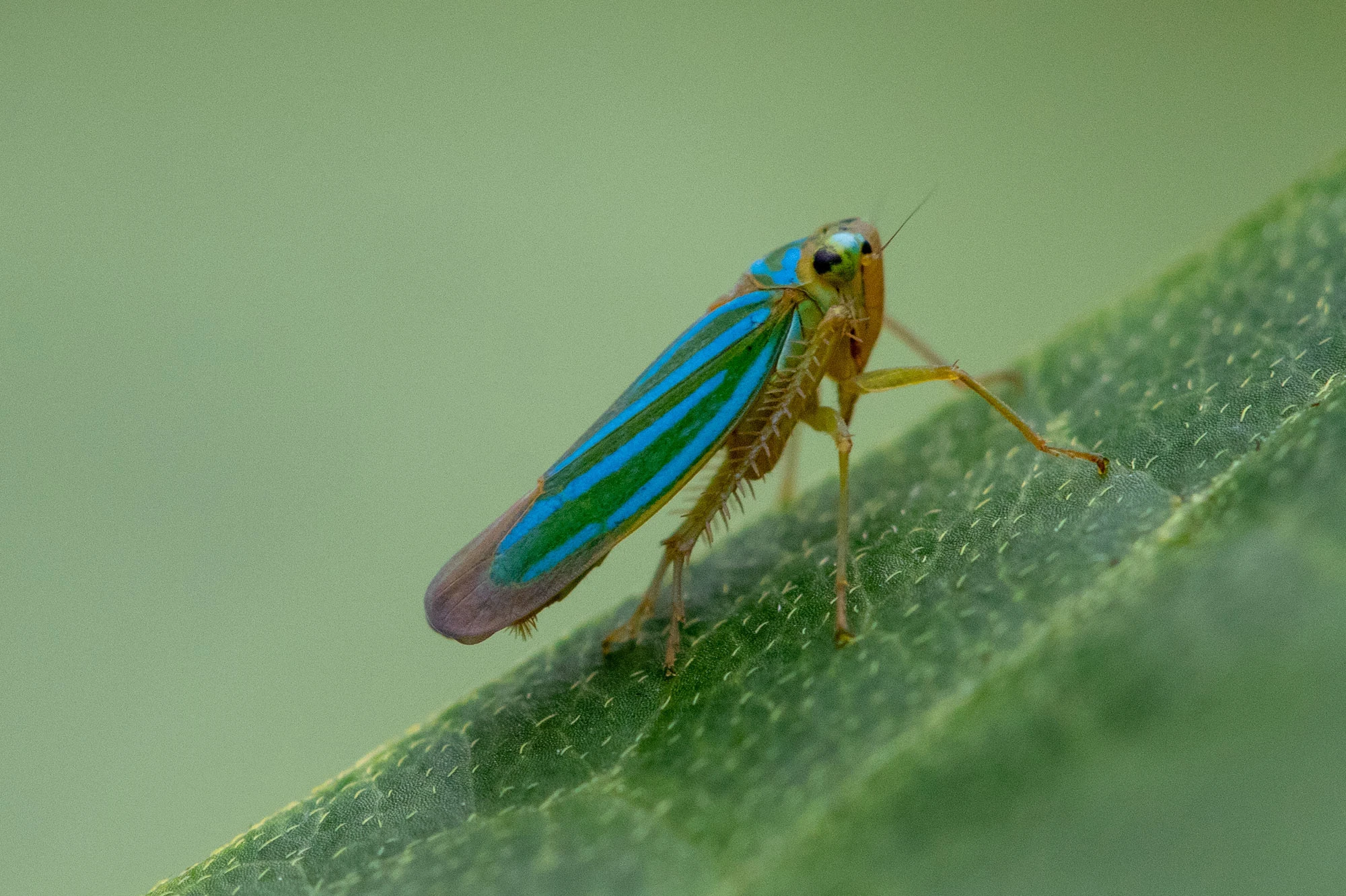 Leafhopper resting on a leaf in Tapir Valley near Tenorio National Park, Costa Rica