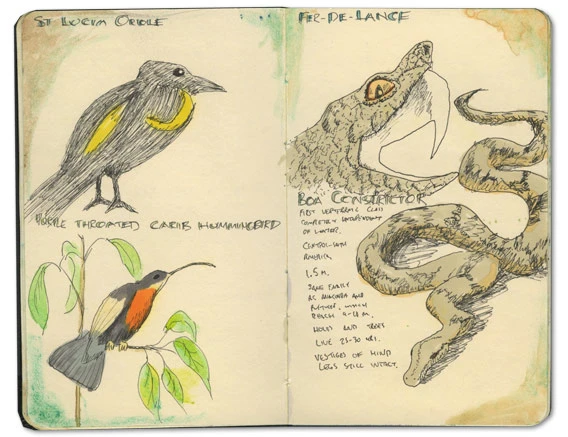 St Lucia Oriole sketch