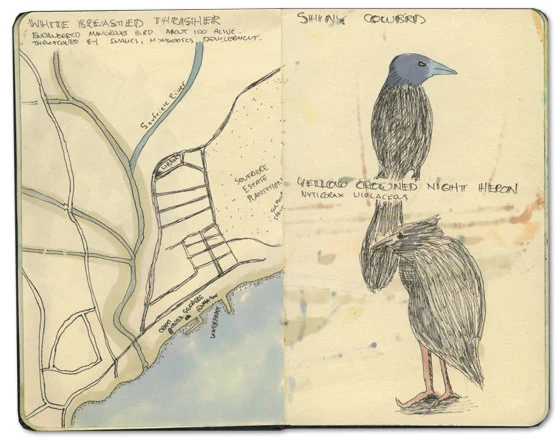 Shiny Cowbird Sketch and Map of Soufriere