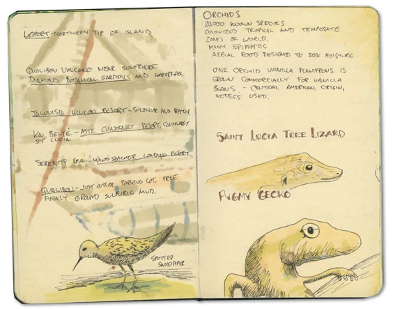 St Lucia Tree Lizard