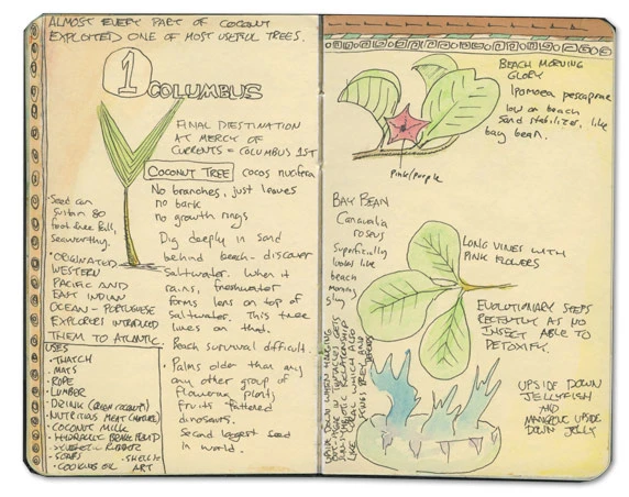 Upside Down Jellyfish Sketch