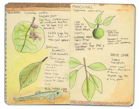 Blue striped Fish Sketch