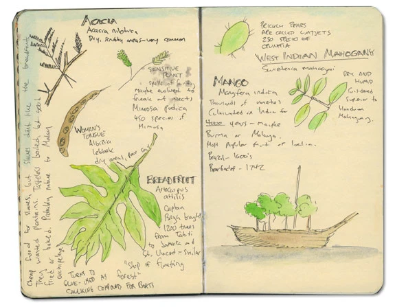 Breadfruit in St Lucia