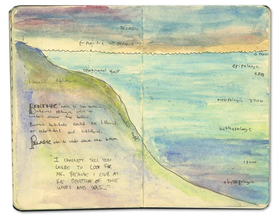 Ocean Sketch St Lucia