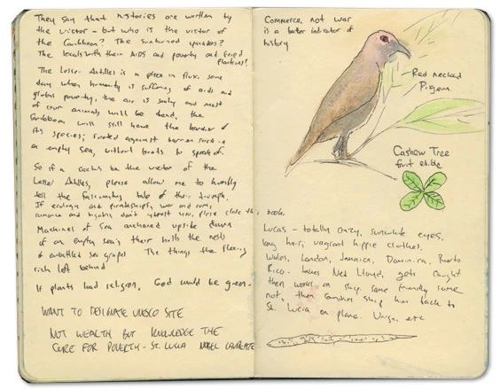 Red Necked Pigeon Sketch