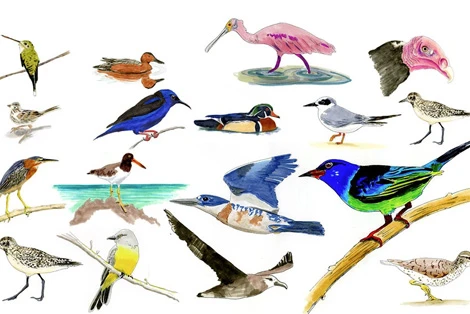 How Many Birds in North America