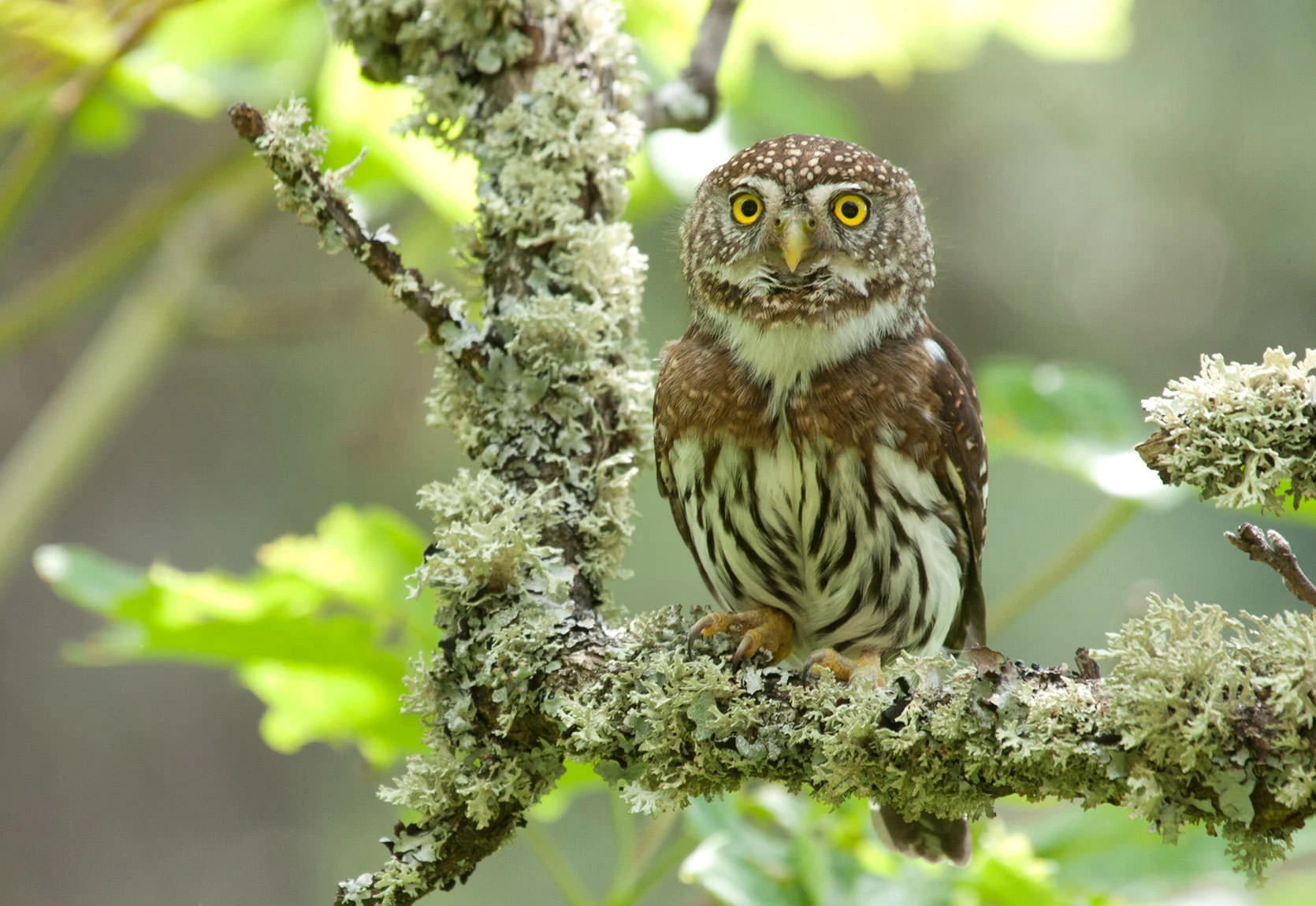 A Northern Pygmy Owl perches on a lichen-covered oak branch, its bright yellow eyes alert against a soft green forest background. The small owl's brown and white plumage, spotted crown, and striped belly blend perfectly with the mossy textures of its Pacific Northwest woodland habitat.