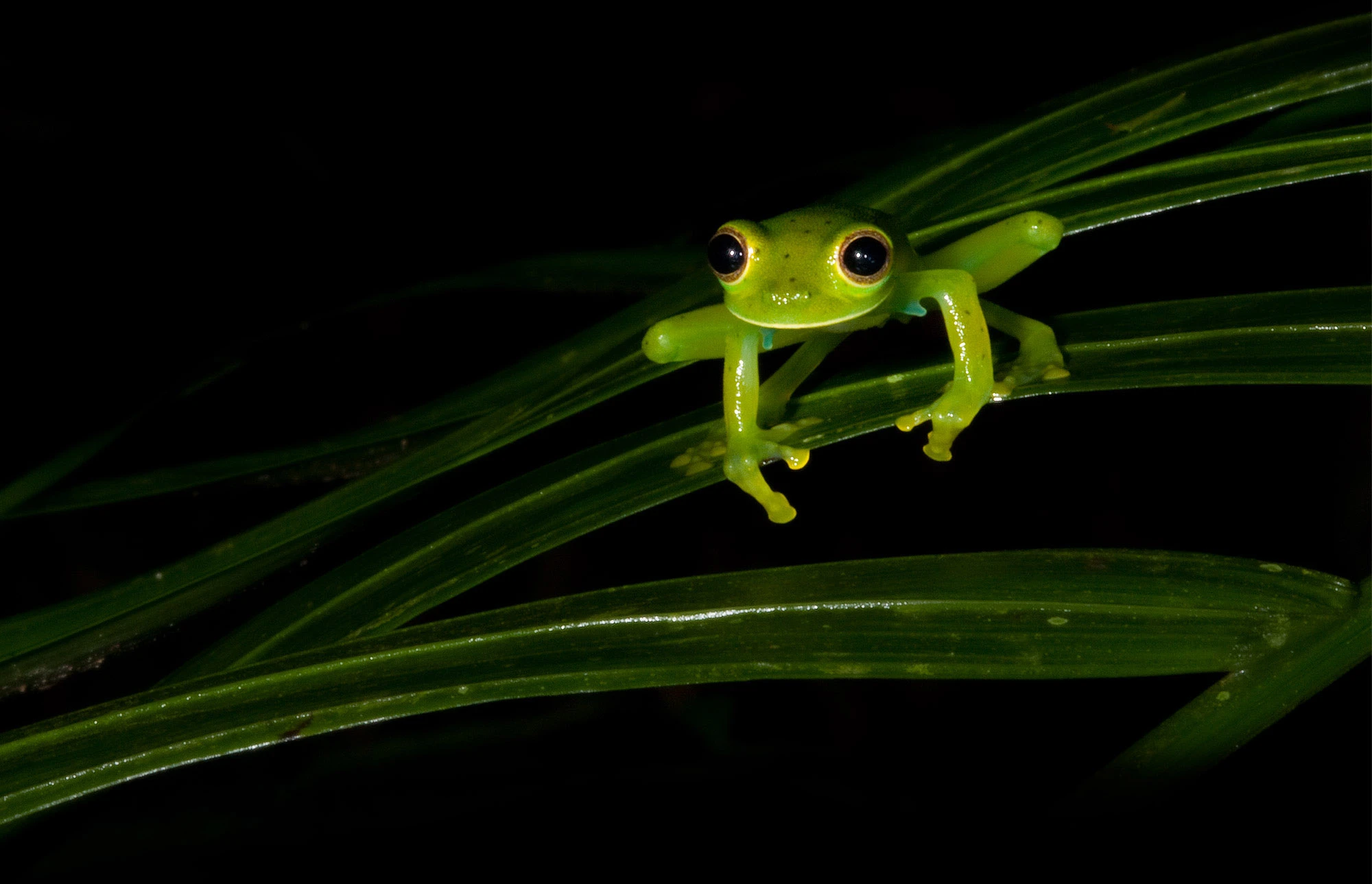 A translucent Glass Frog clings to a green leaf in the rainforest of Panama, its delicate body revealing organs beneath its luminous skin. Dewdrops bead across the surface, amplifying the frog's fragile and otherworldly appearance in this close-up jungle portrait.