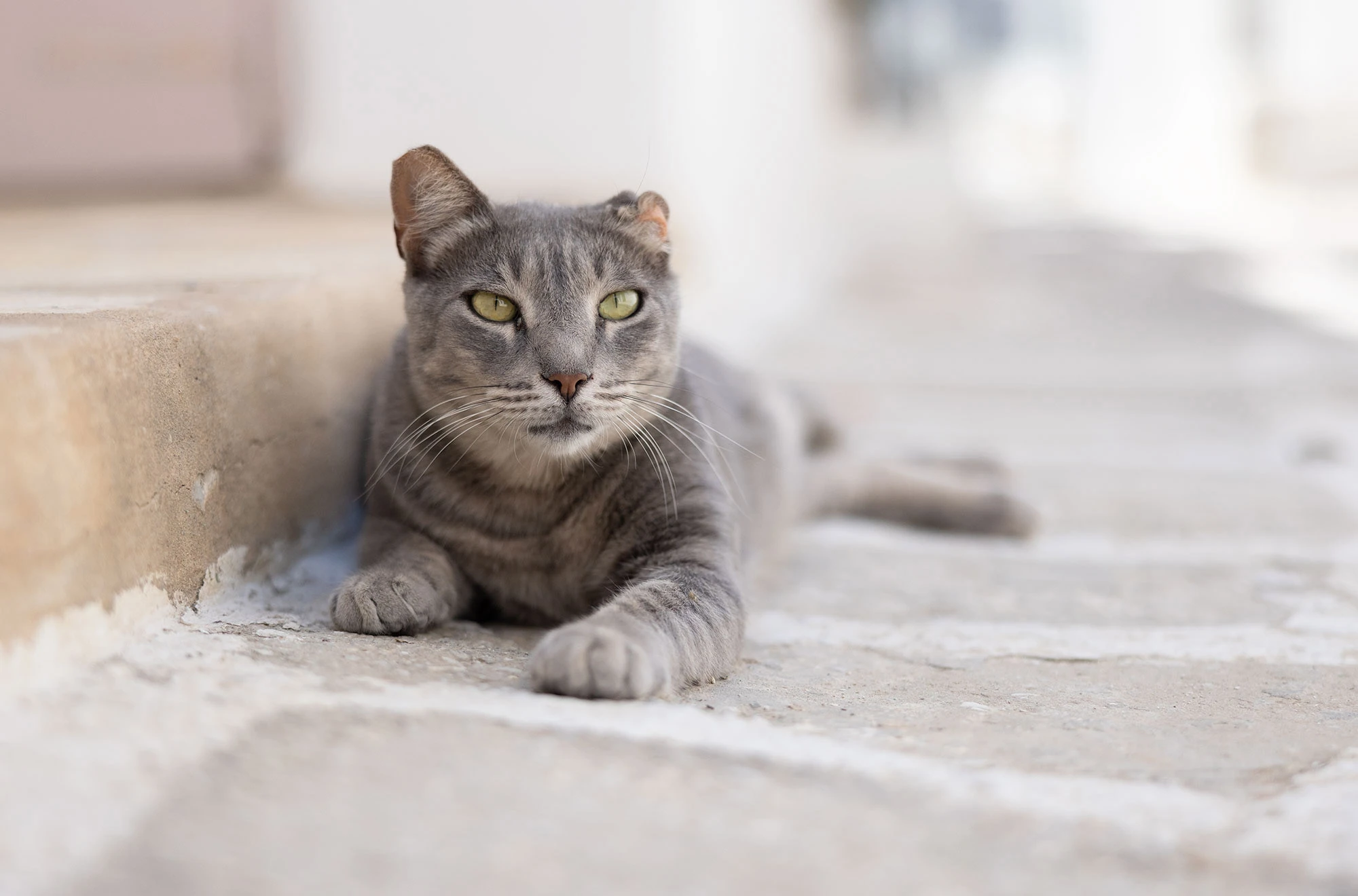 Relaxed grey tabby cat with a clipped ear lounging on sunlit stone in Naoussa, Paros, Greece—a sign it has been part of a trap-neuter-return (TNR) program.