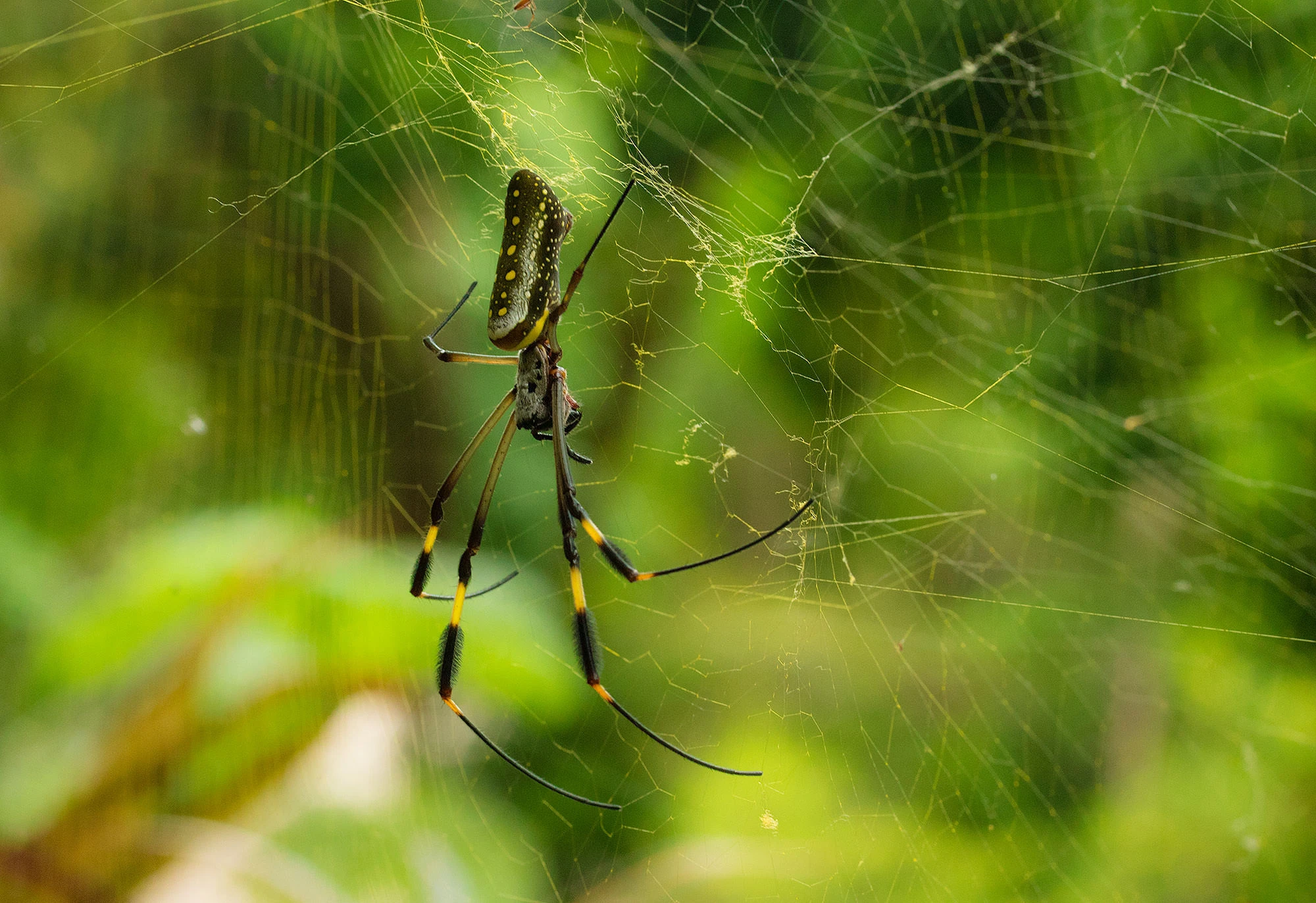Orbweaver spider poised at the center of its web in Costa Rica's rainforest