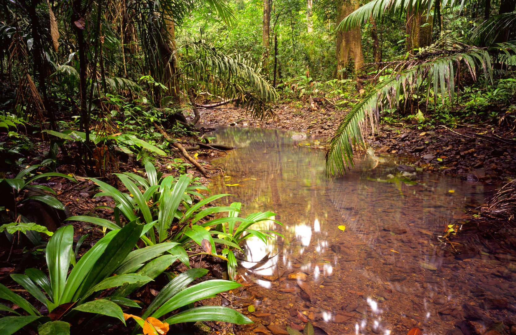 A quiet forest pool in Panama's Soberanía National Park reflects the lush green canopy above. Ferns, palms, and broad-leaved understory plants crowd the muddy banks, where filtered sunlight dances on still water and tangled roots.