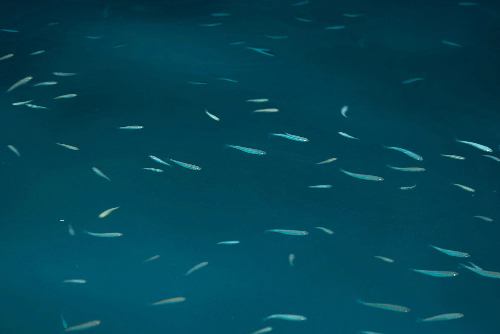 Fish in Naoussa harbor