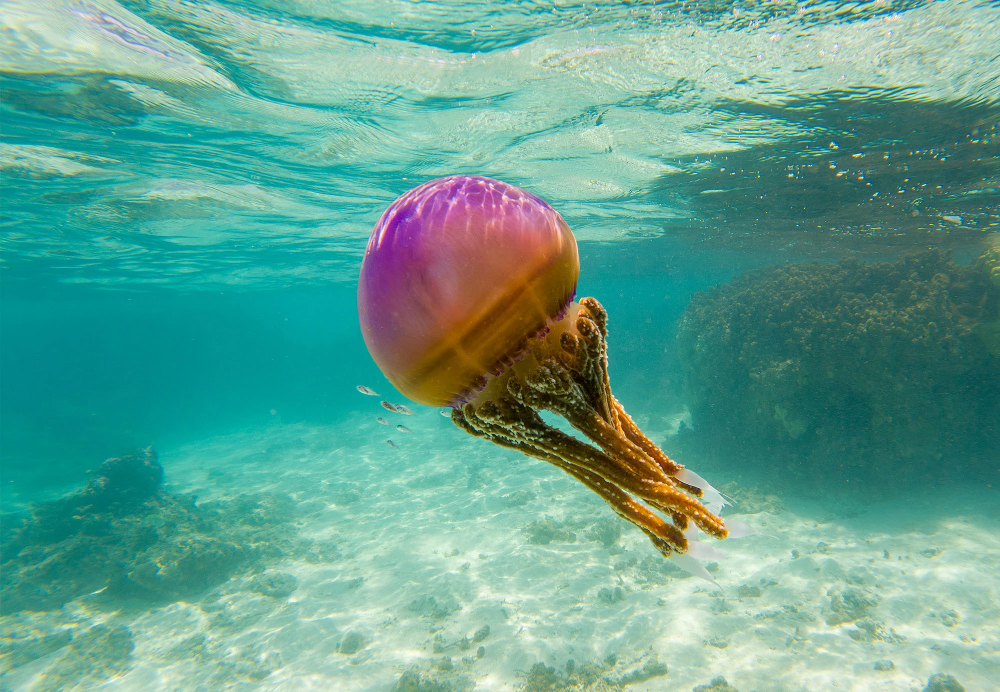 Jellyfish acting as a satellite for fish