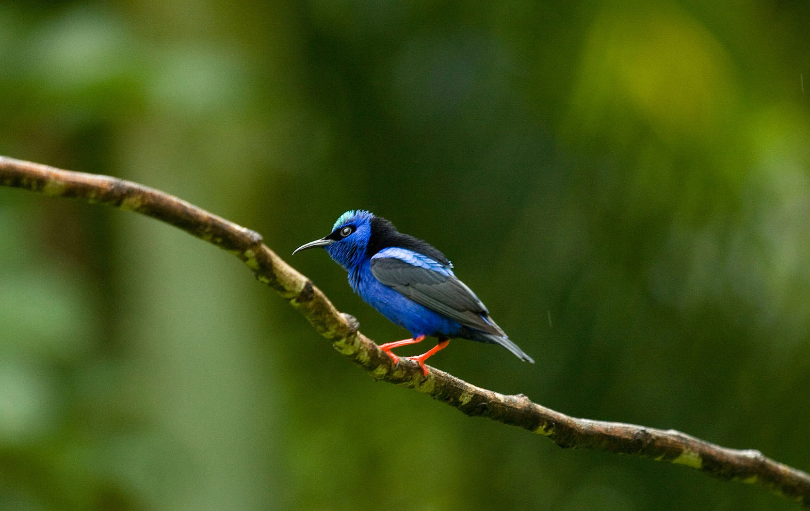 A male Red-legged Honeycreeper perches on a slender rainforest branch in Panama's Soberanía National Park; electric-blue body, black mantle and wings, turquoise crown, and bright red legs glowing against soft green canopy bokeh.