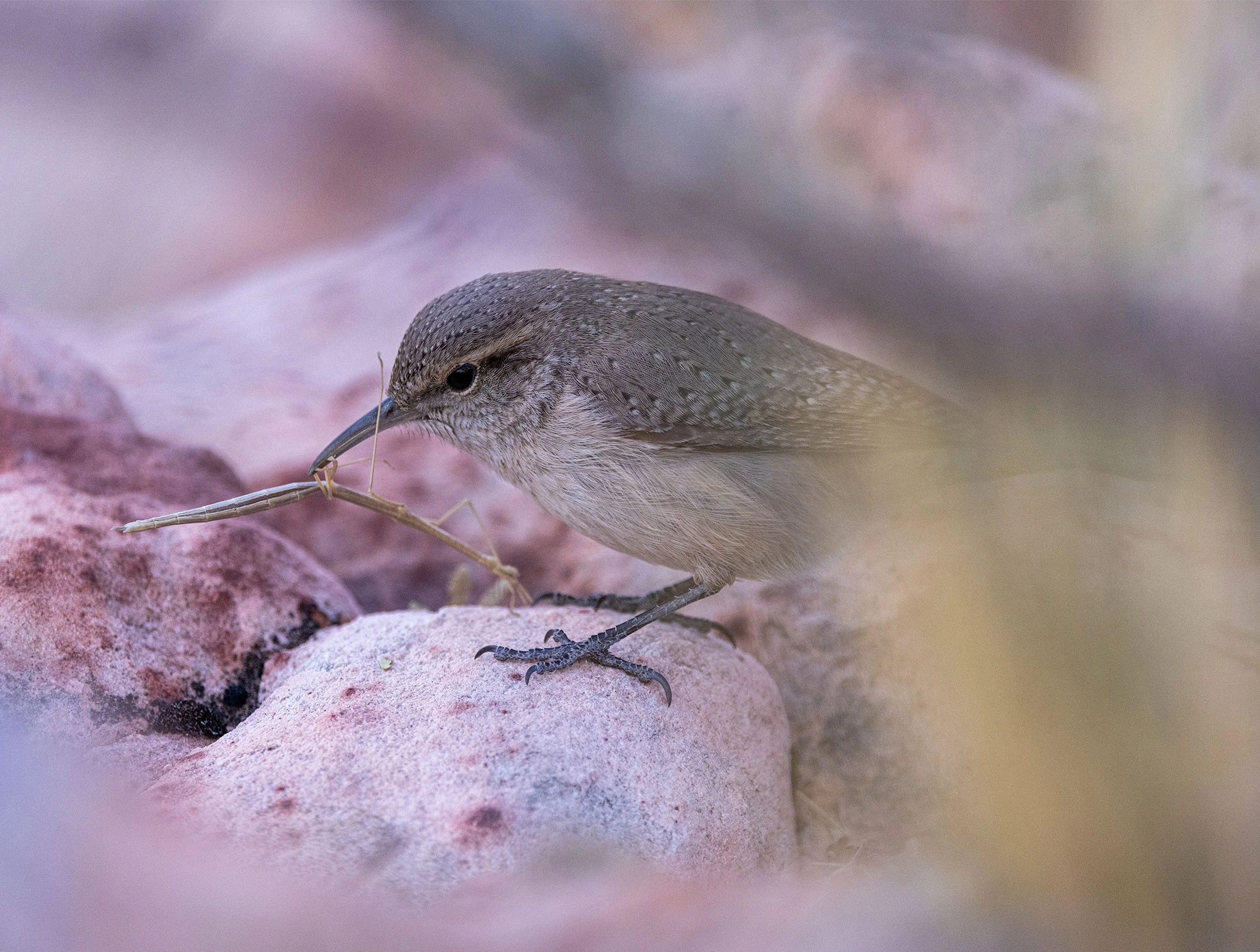 Rock Wren on pink desert stones attacking a stick insect with its beak.