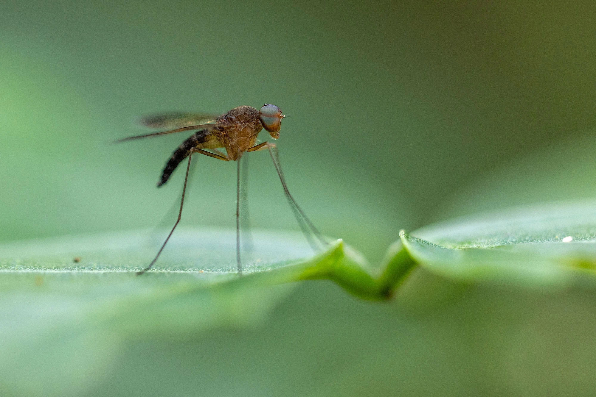 A Santa Marta jungle fly perches on a sunlit leaf deep in the Colombian cloud forest. Its metallic body shimmers with green and bronze hues, while fine hairs catch the morning light filtering through the canopy.