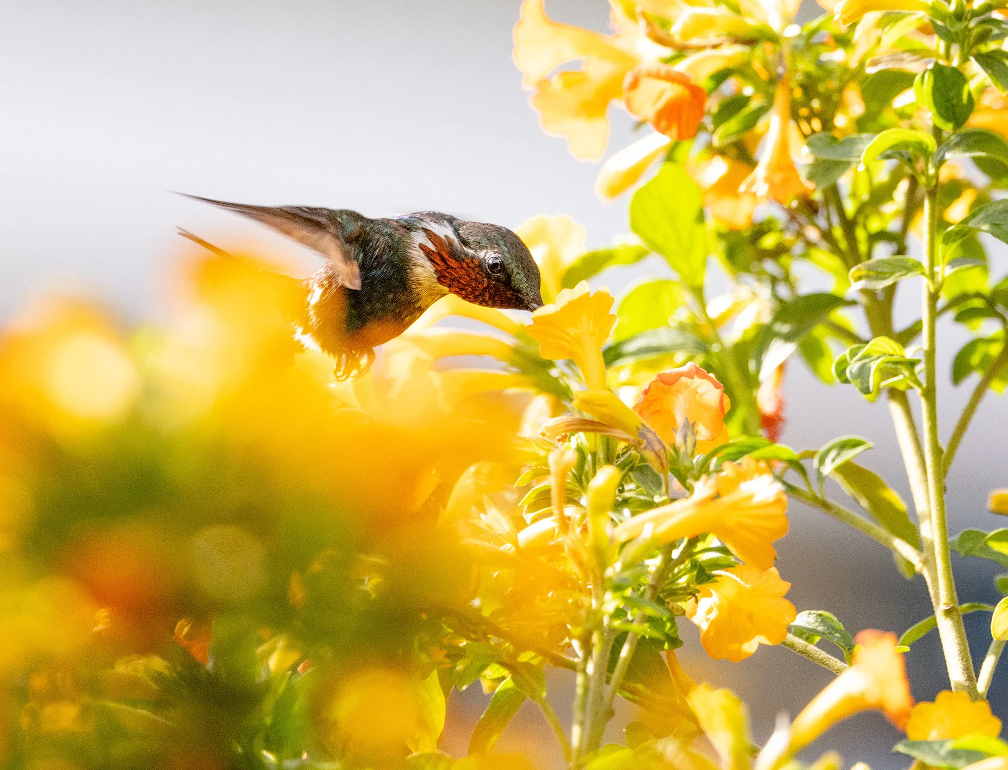 A Santa Marta Woodstar hummingbird hovers delicately beside a cluster of flowers in Colombia's high mountain forest. This tiny, rare species glimmers with violet and white plumage as it feeds, its wings a blur against the quiet of the El Dorado Reserve.