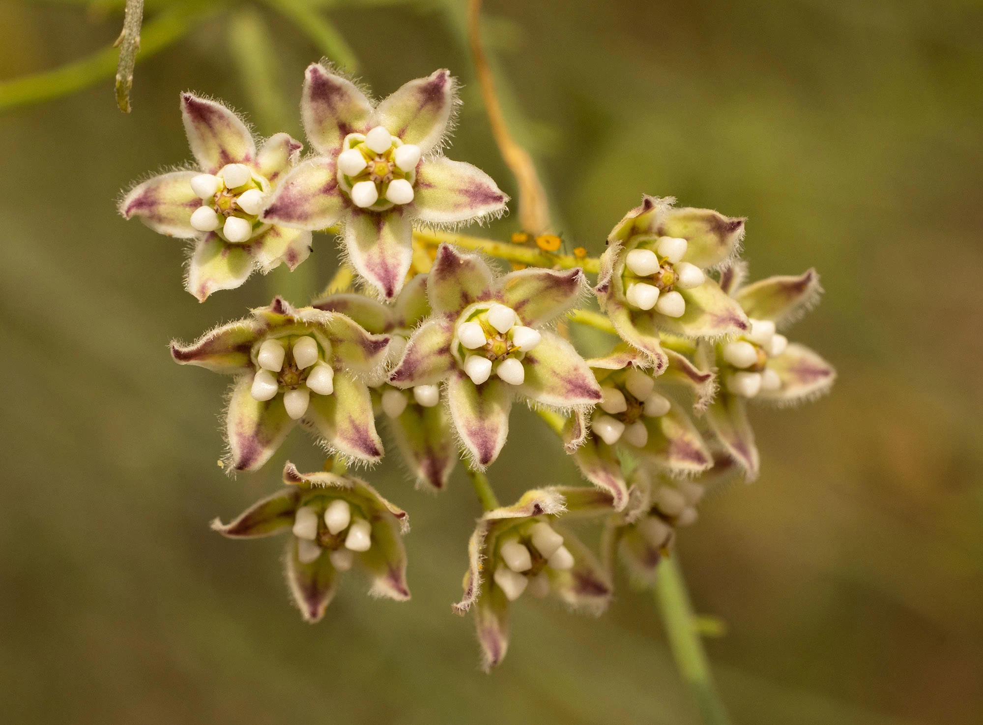 Close-up of Sarcostemma flowers blooming in the inland thickets of the San José del Cabo Estuary, their pale green and purple-flecked petals clustered against a blurred background of desert foliage.