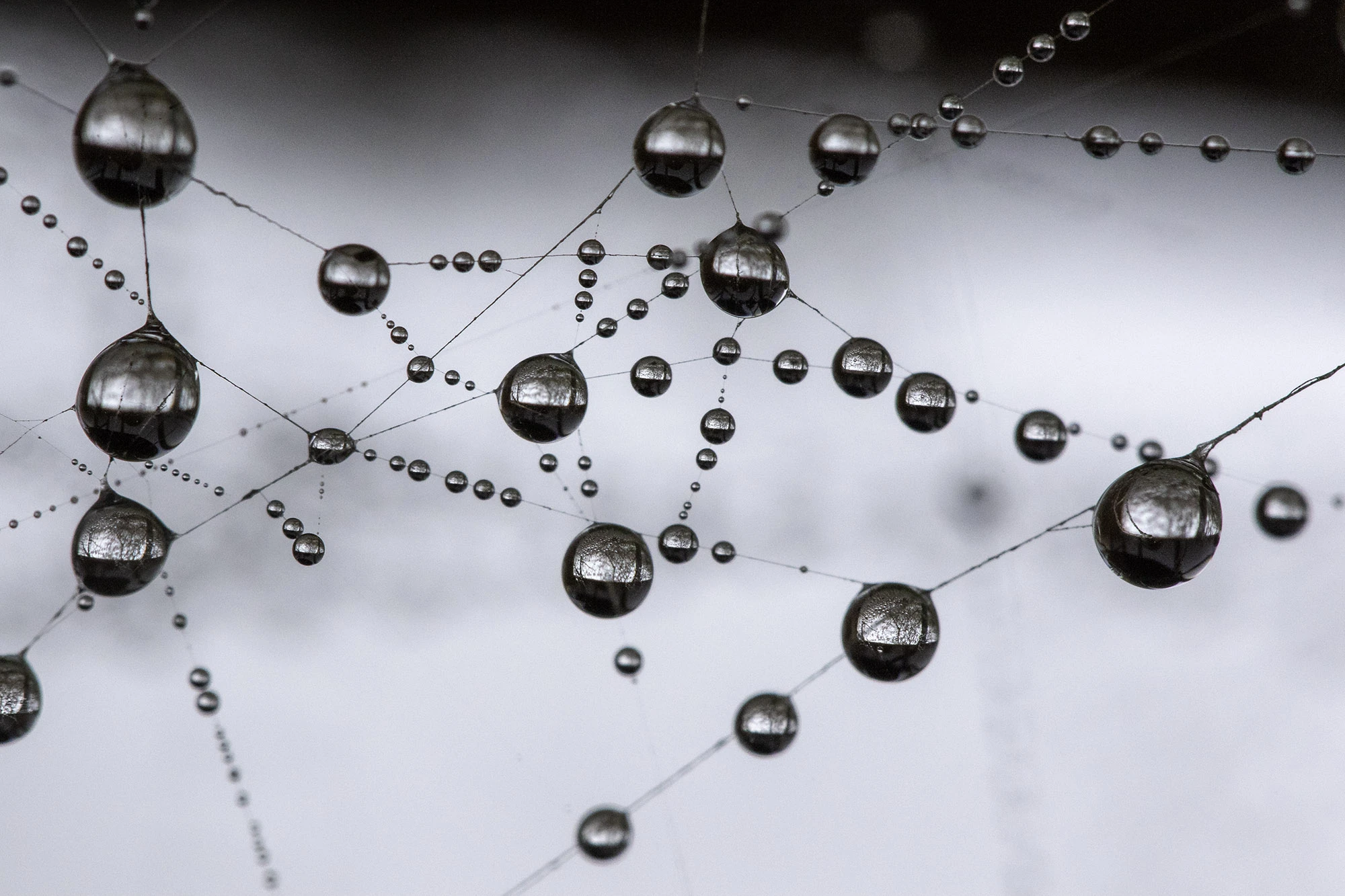 Dense Dew Drops in lowland Oregon