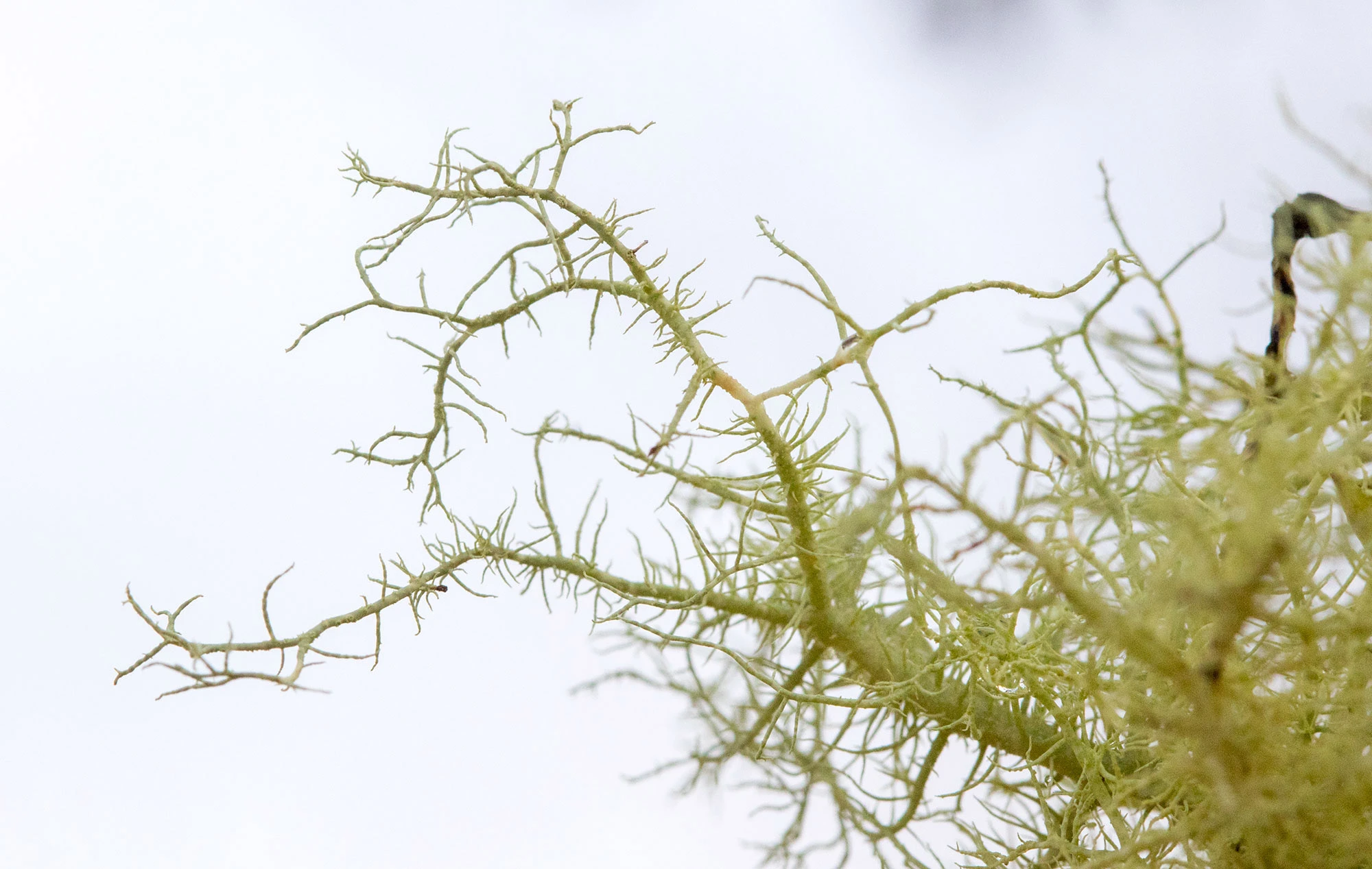 Sauvie Island's wild natural environment