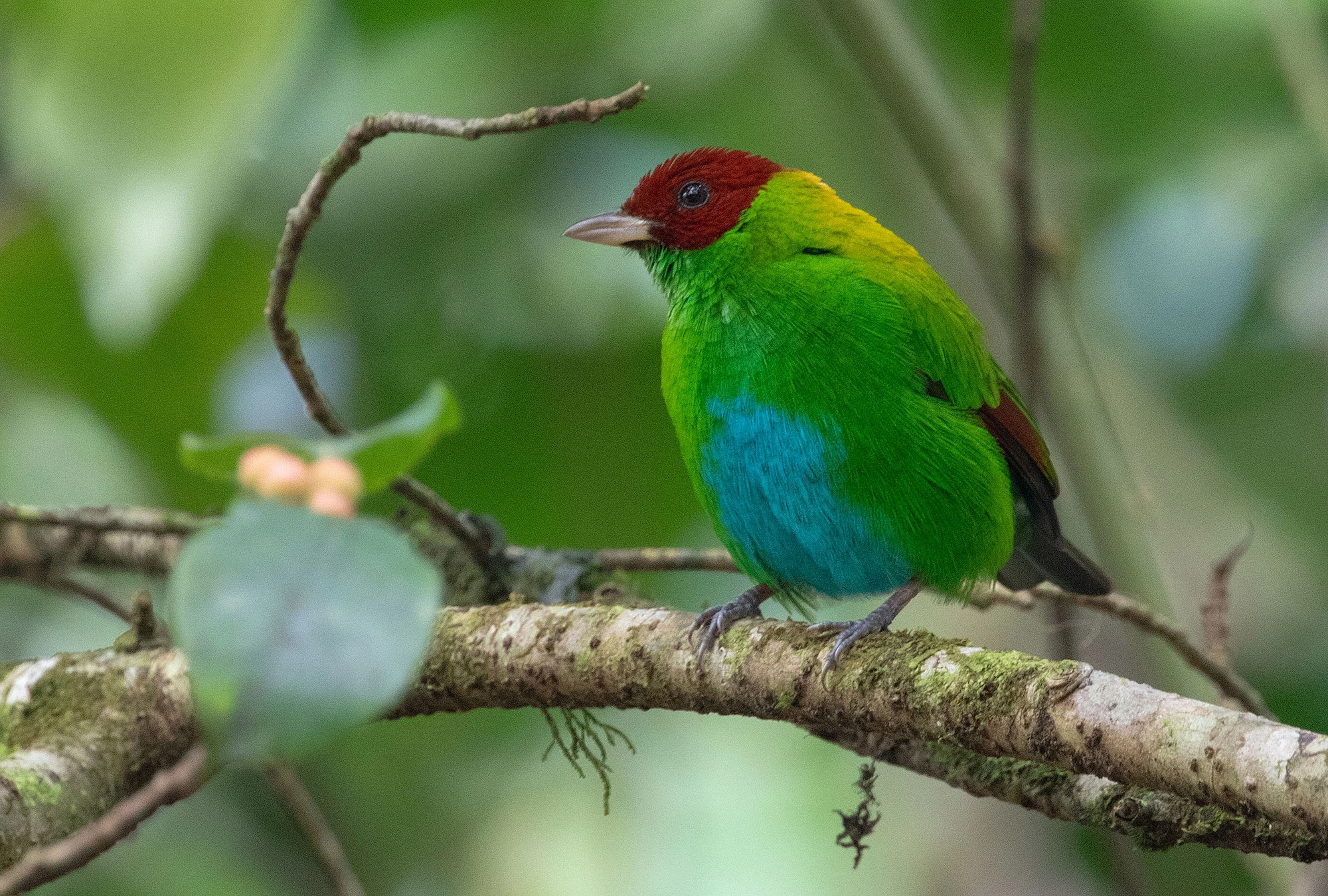 Rufous-winged Tanager perched on a branch in Tenorio National Park, Costa Rica
