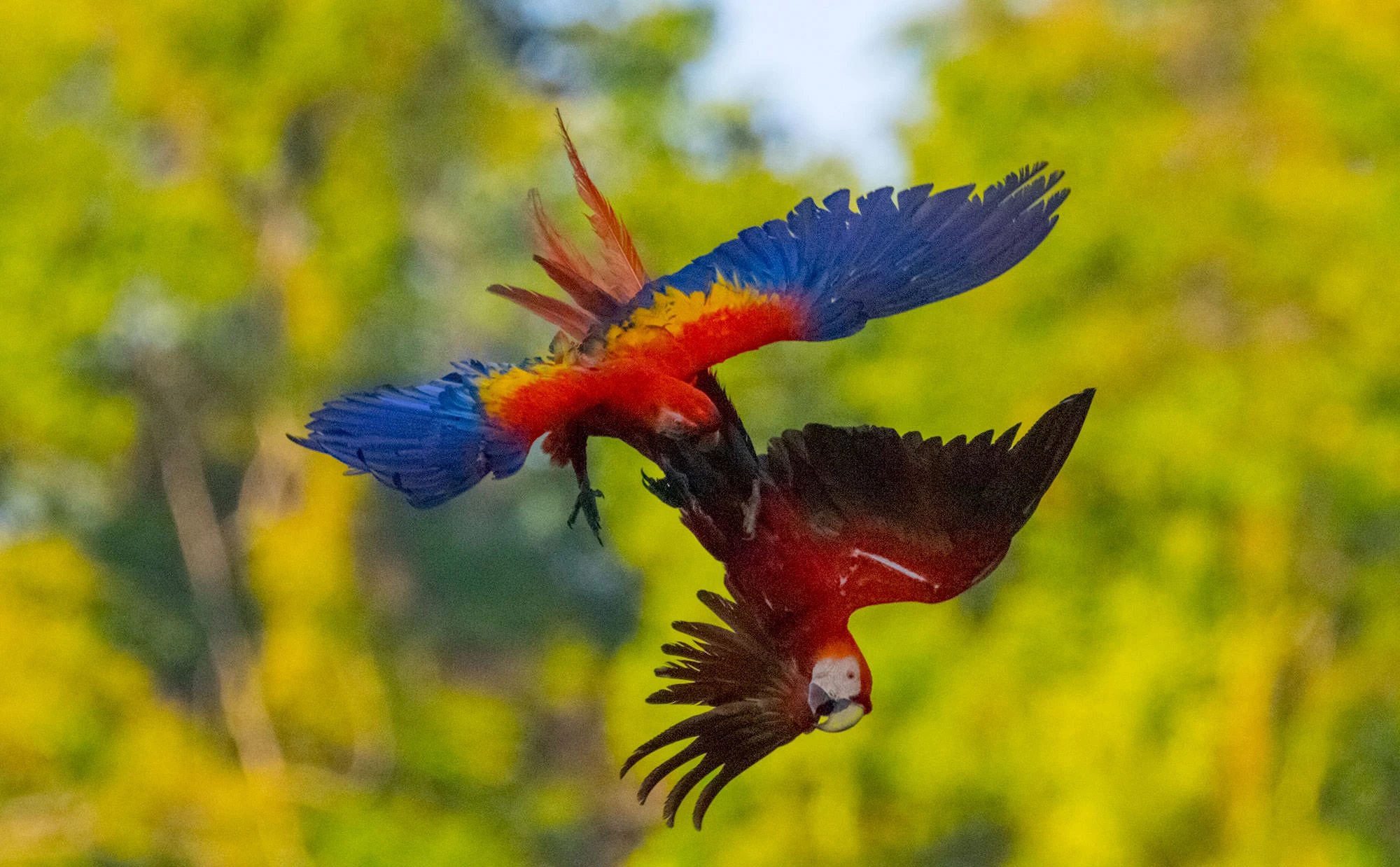 Scarlet Macaws in flight above the rainforest canopy of Costa Rica's Osa Peninsula
