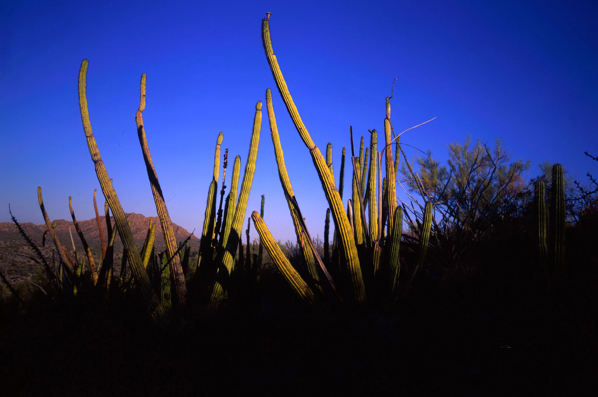 A cluster of Senita cactuses (Pachycereus schottii), columnar stems with bristled gray-green 'old-man' growth, in the Sonoran Desert of Baja California—each top crowned with bristly spines and open at night to pale pink nocturnal blossoms, part of a rare mutualism with the Senita moth that pollinates them.