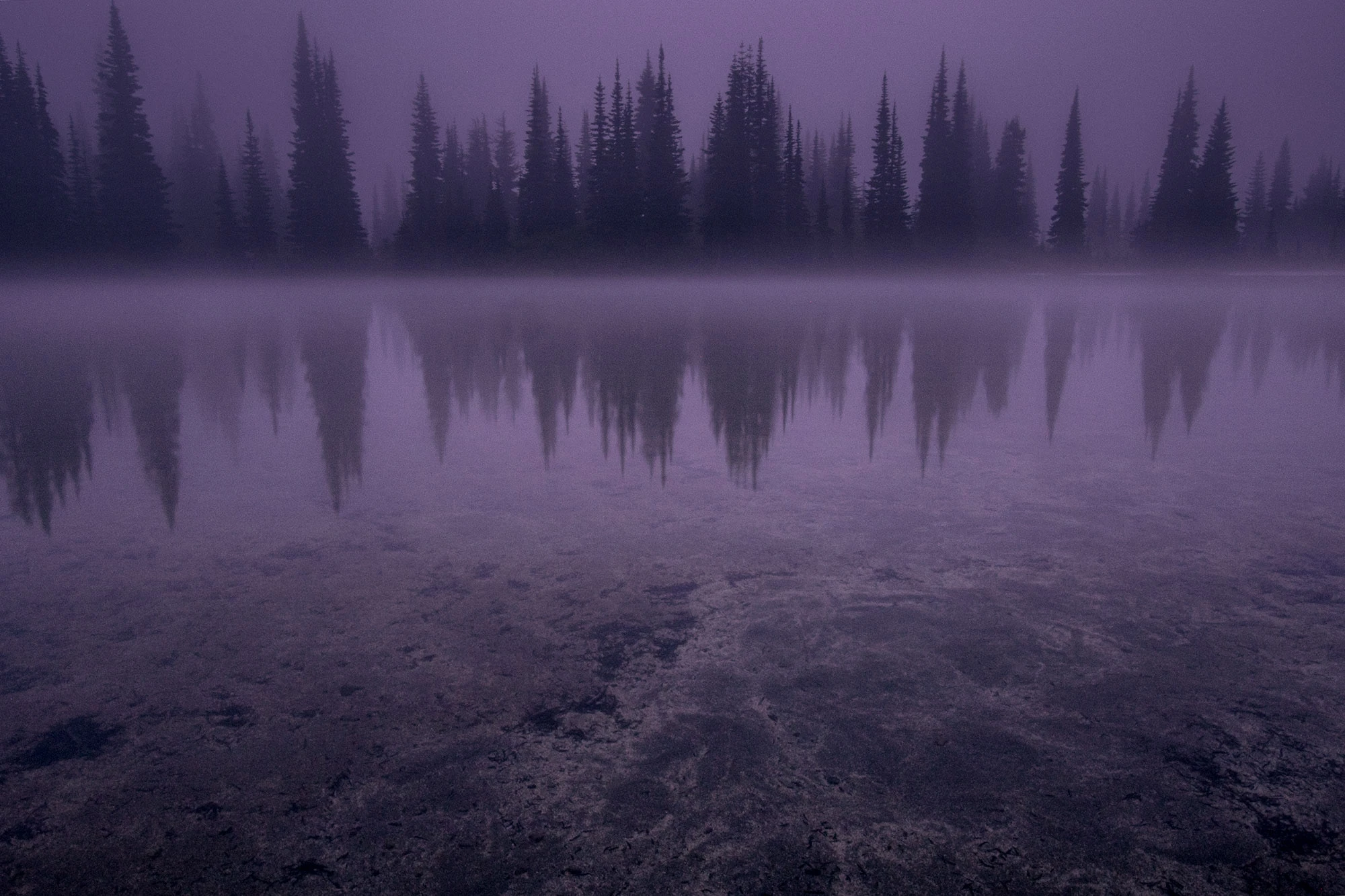 Mountain hemlocks stand in dense fog along the shore of Sheep Lake in the Goat Rocks Wilderness of Washington's Gifford Pinchot National Forest. Their dark silhouettes are mirrored in the still purple-gray water, where mist drapes across the surface and the rocky lakebed shows faintly below. The scene captures the haunting calm of a high-elevation alpine lake at dawn.